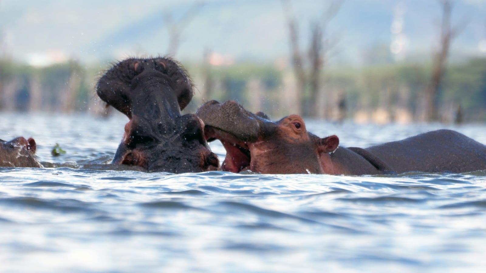 Lake Naivasha