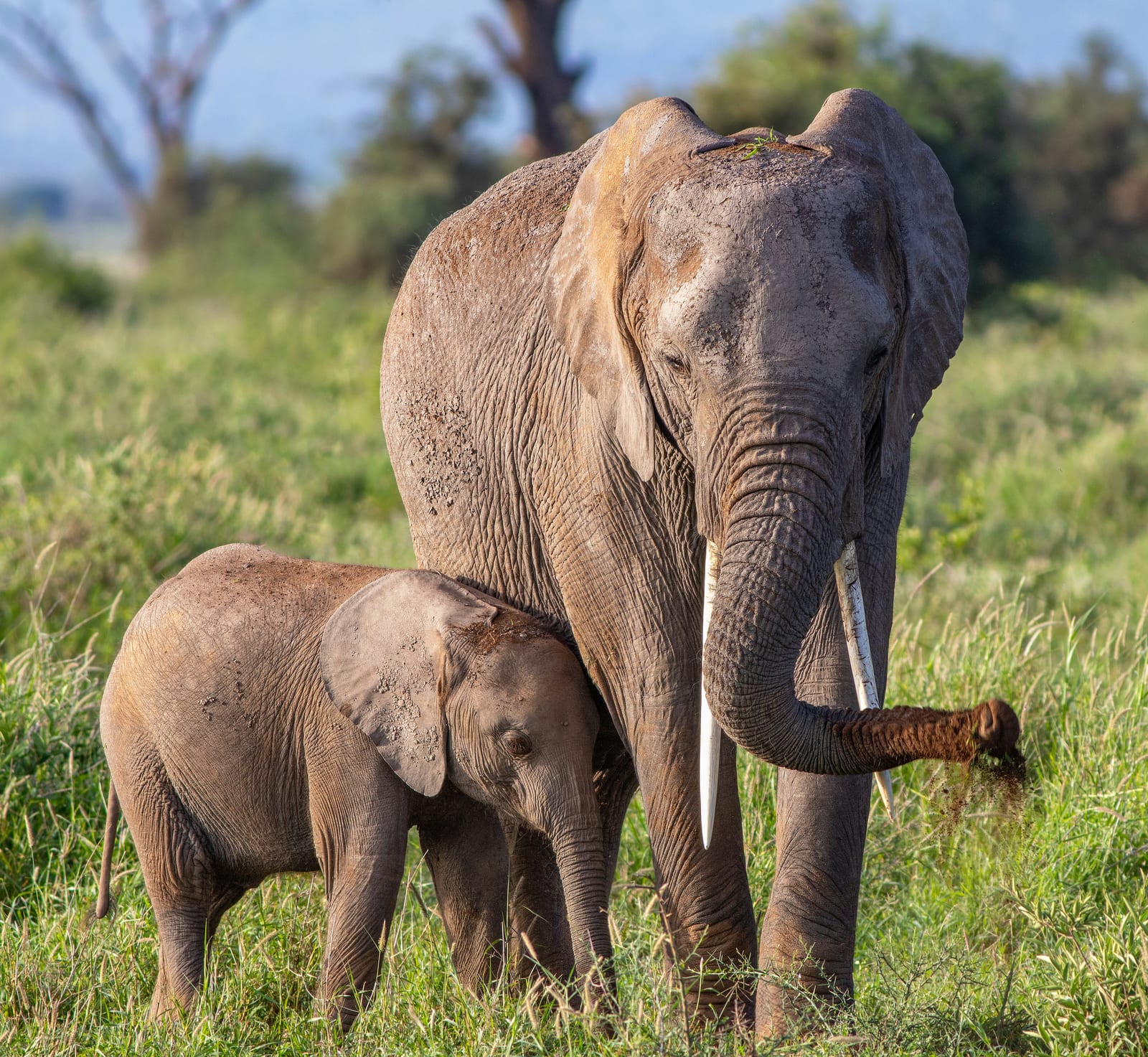 Maasai Mara