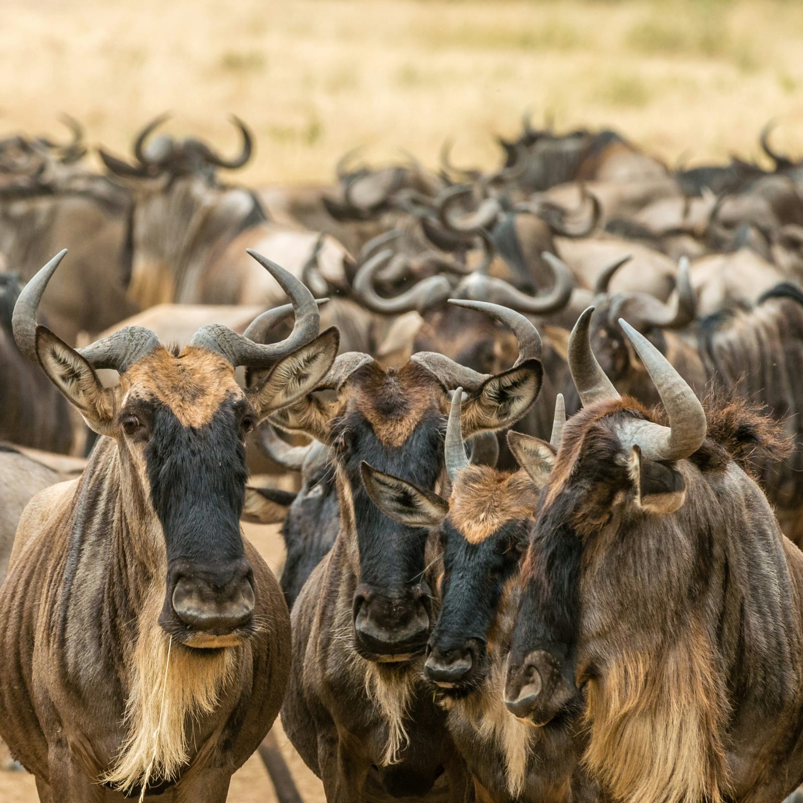 Maasai Mara