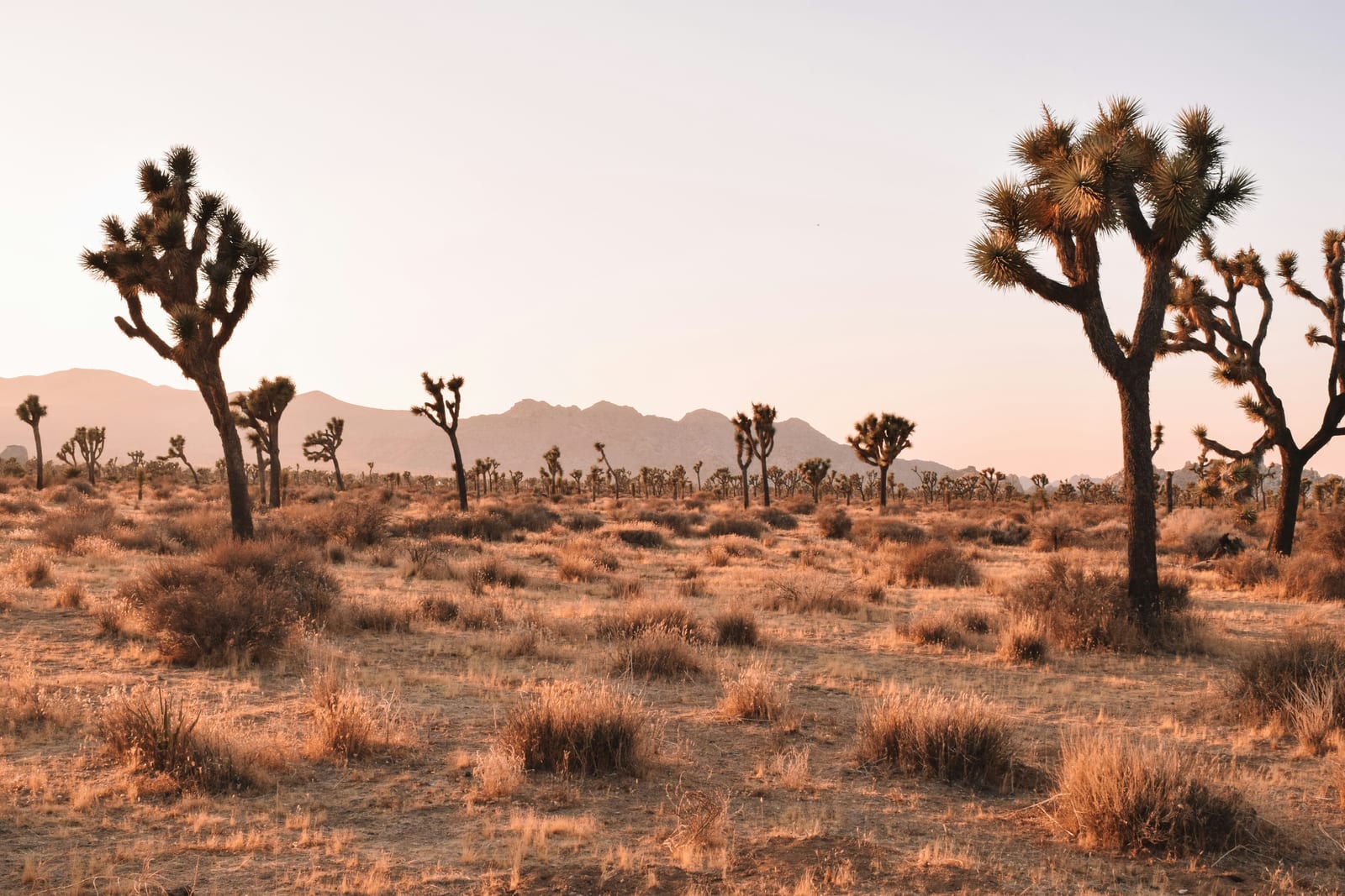 Chalbi Desert