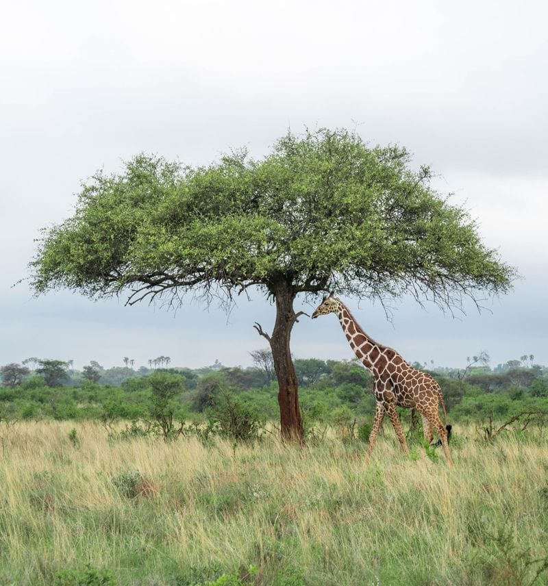 Meru National Park