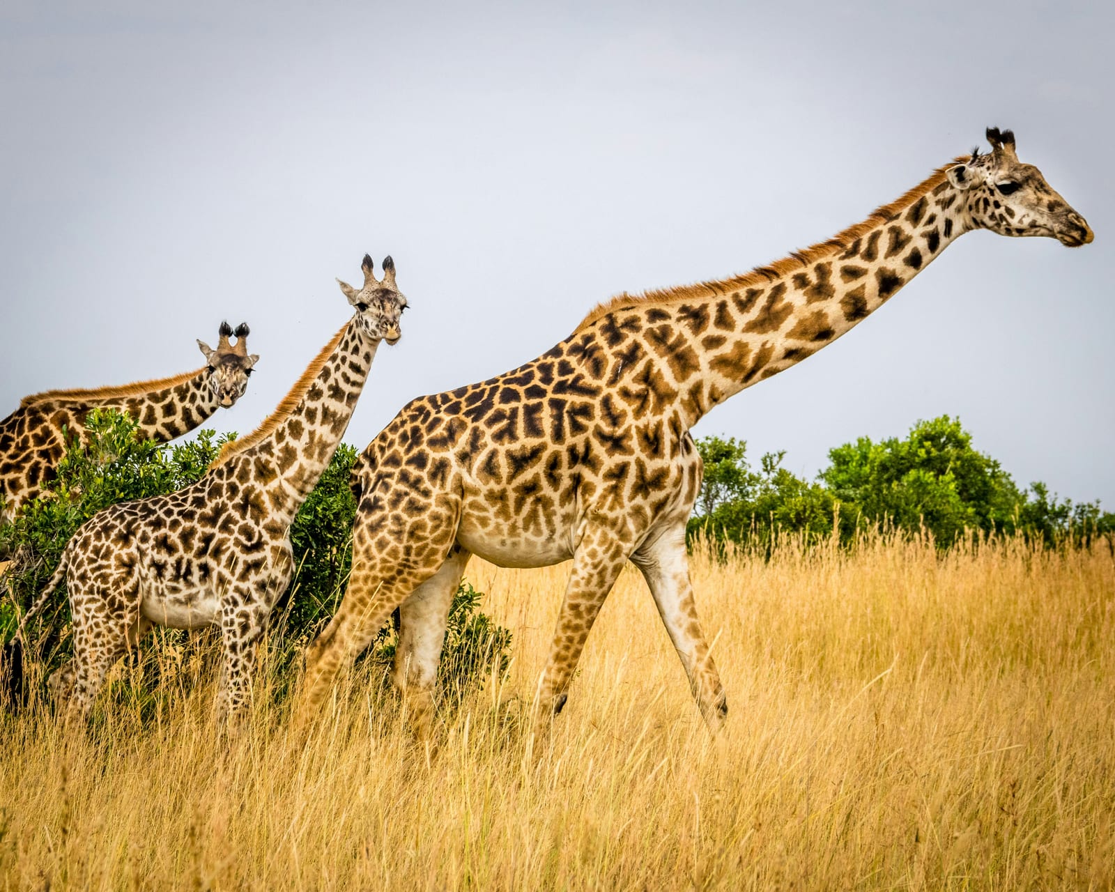 Tsavo East National Park