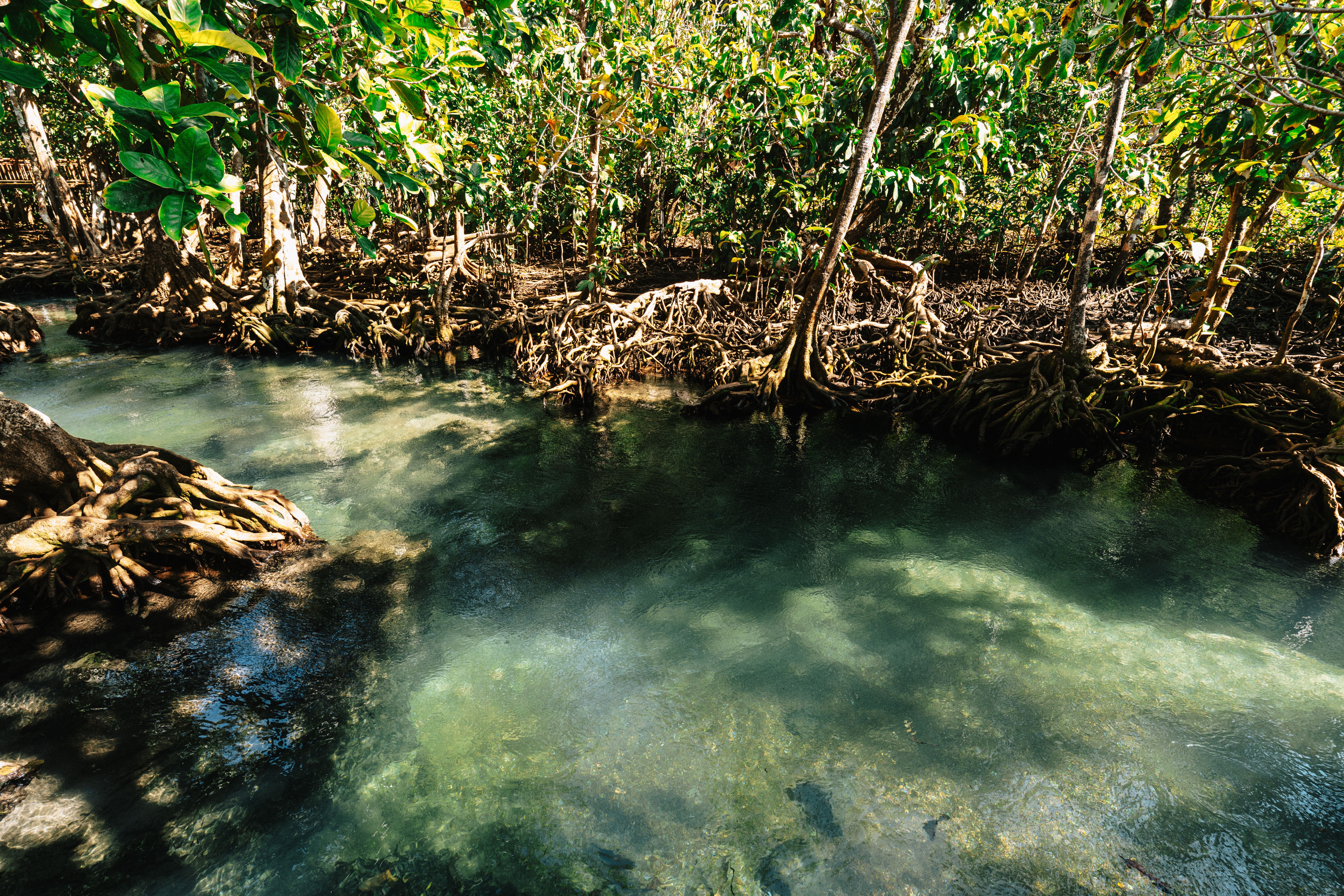 Mangrove Forest Exploration