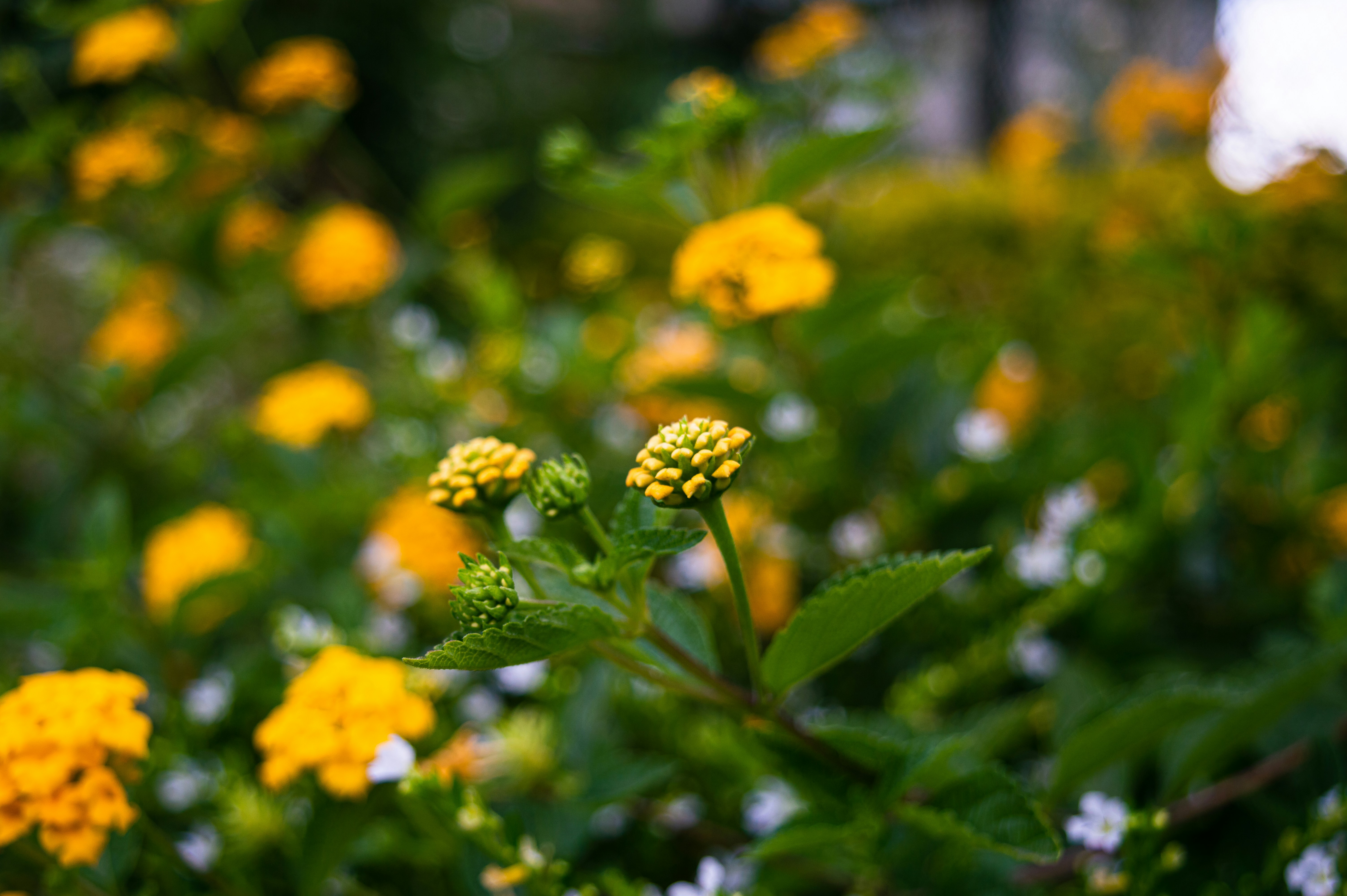 Local Flower Farm Tour