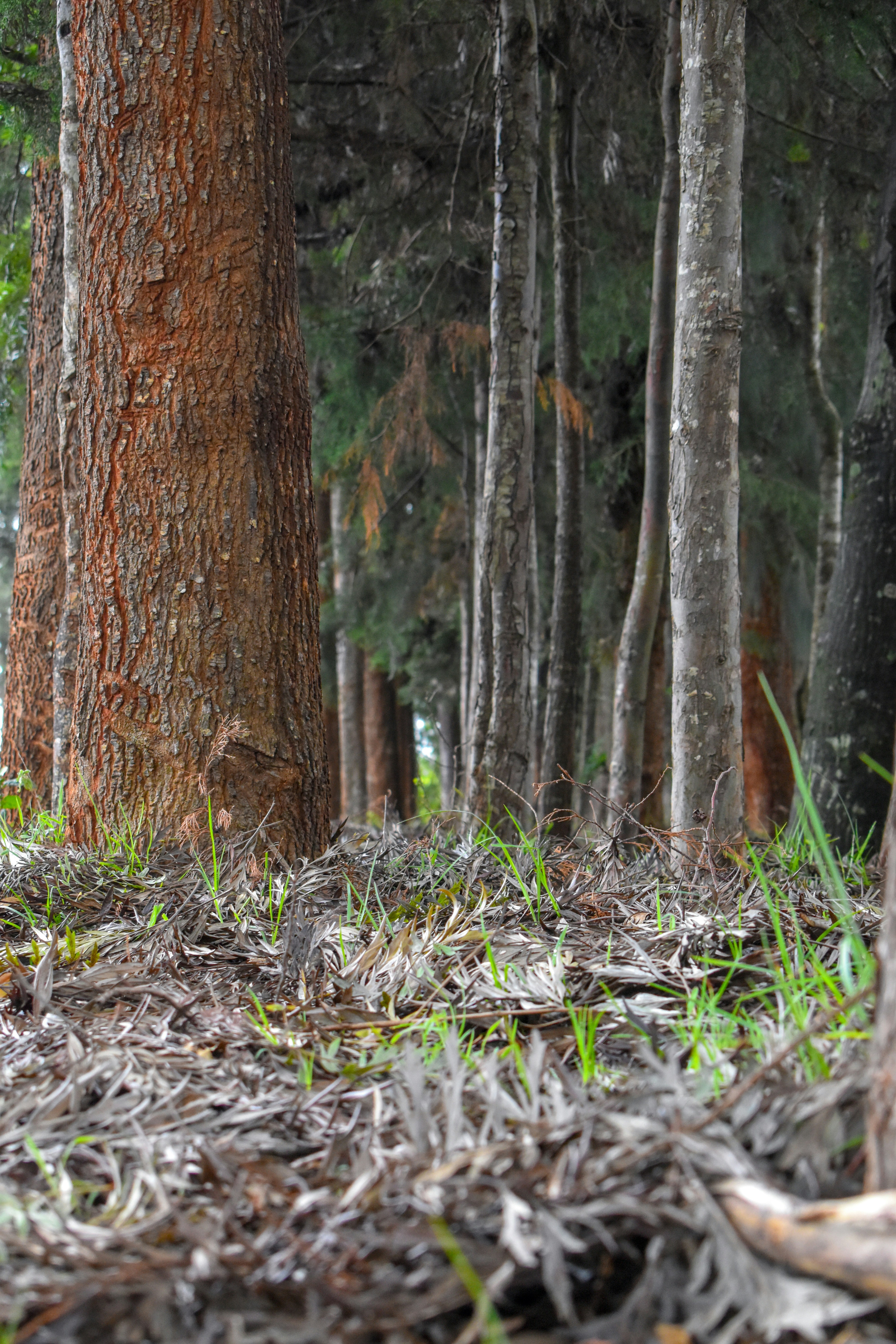 Kaya Kinondo Sacred Forest Walk