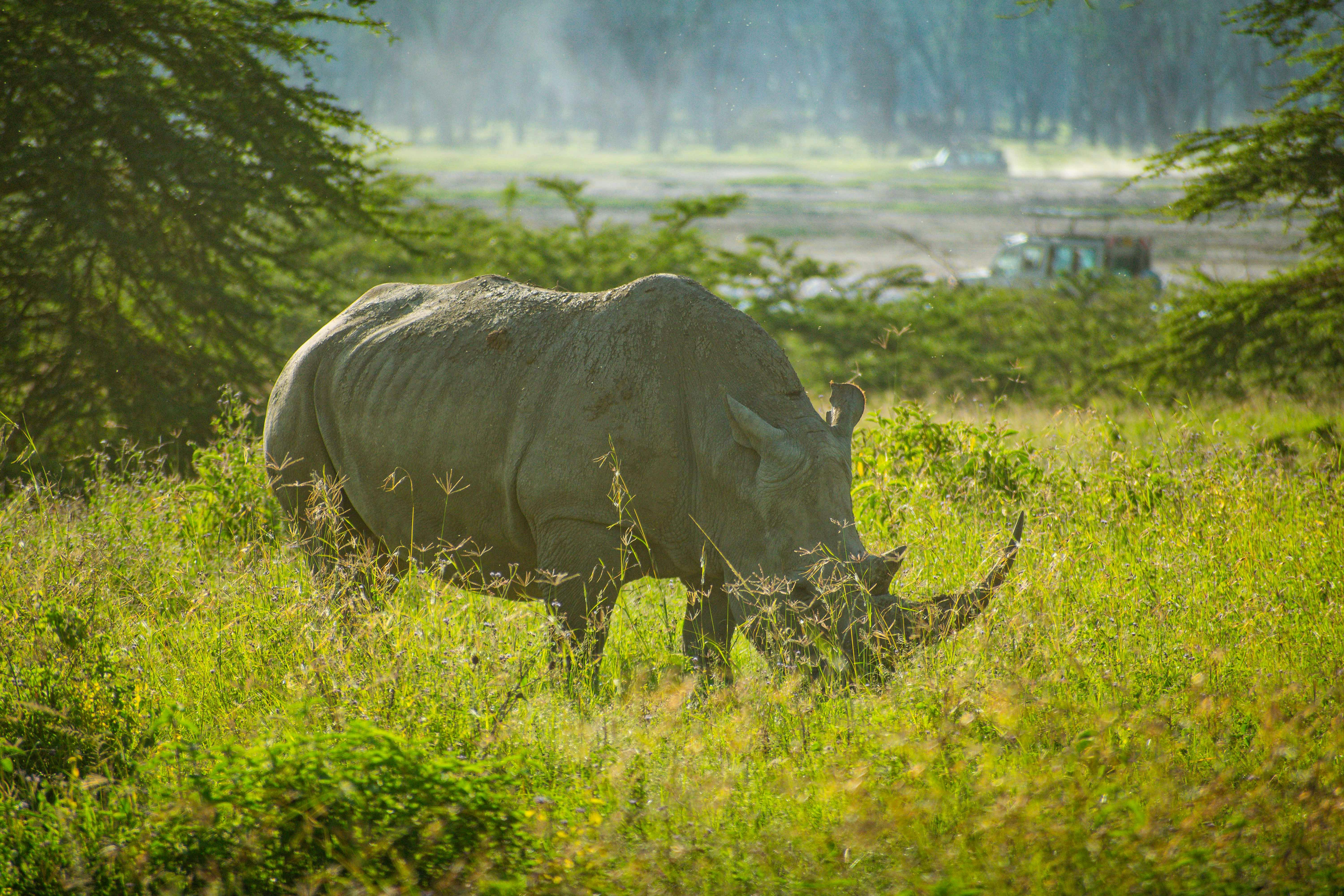 Rhino Tracking