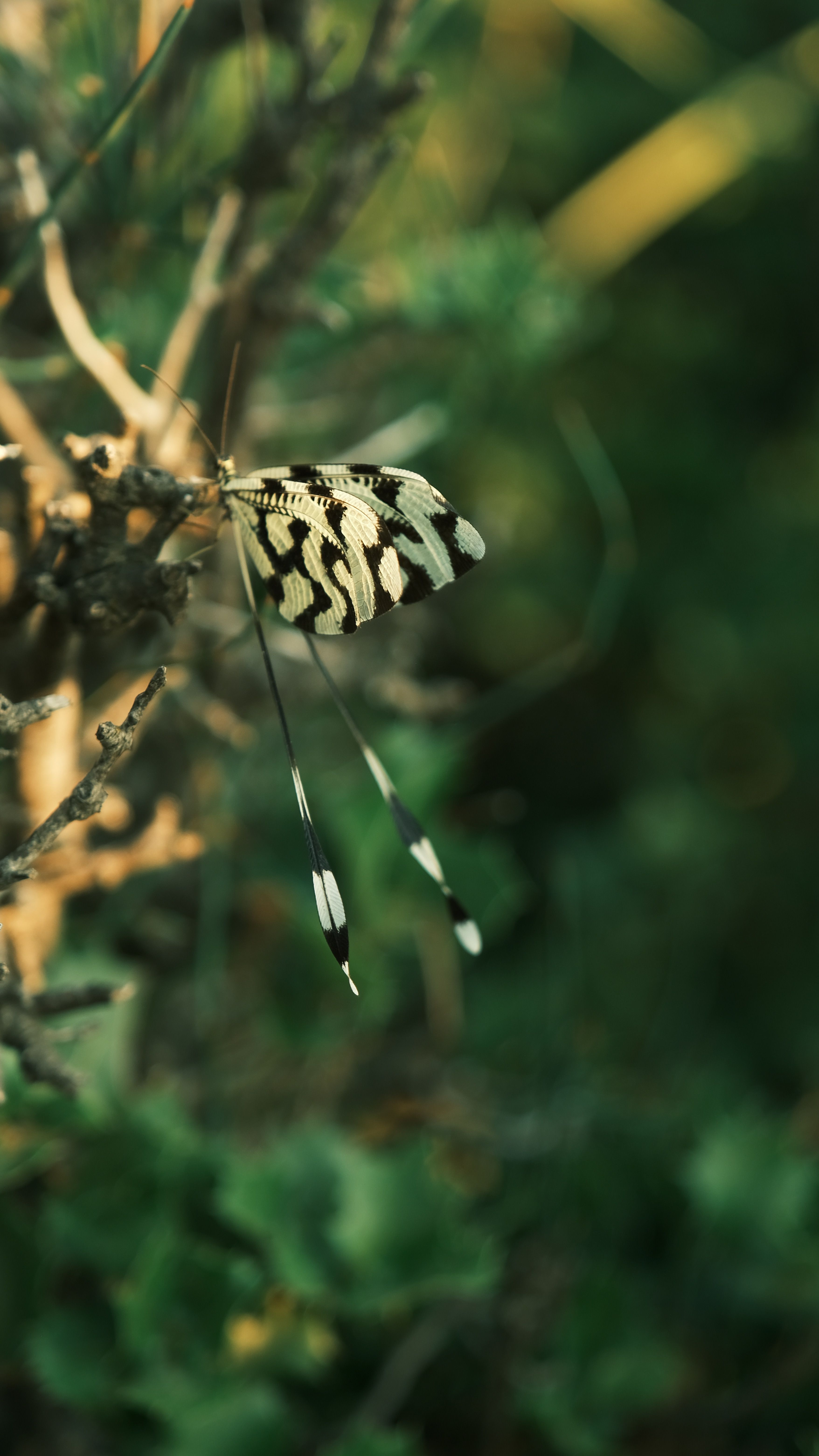 Kipepeo Butterfly House