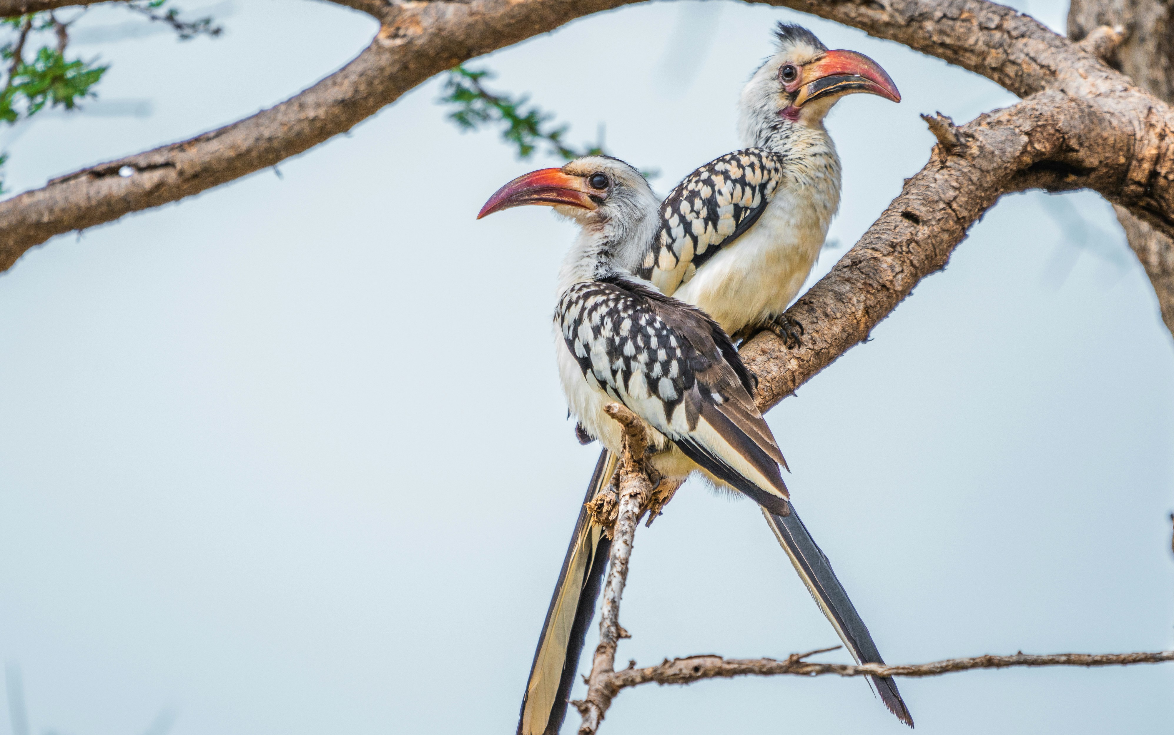 Early Morning Bird Walk