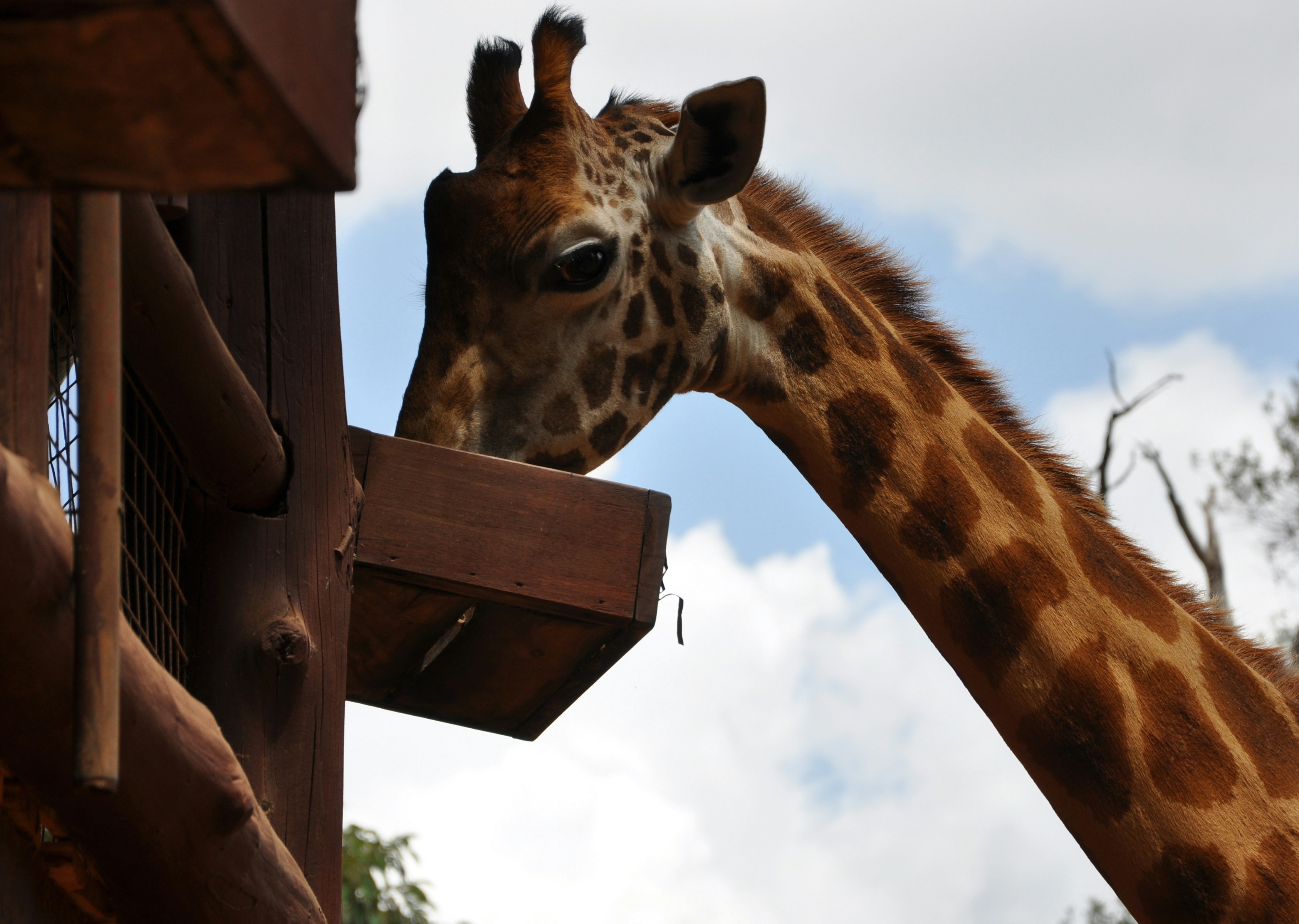 Giraffe Centre