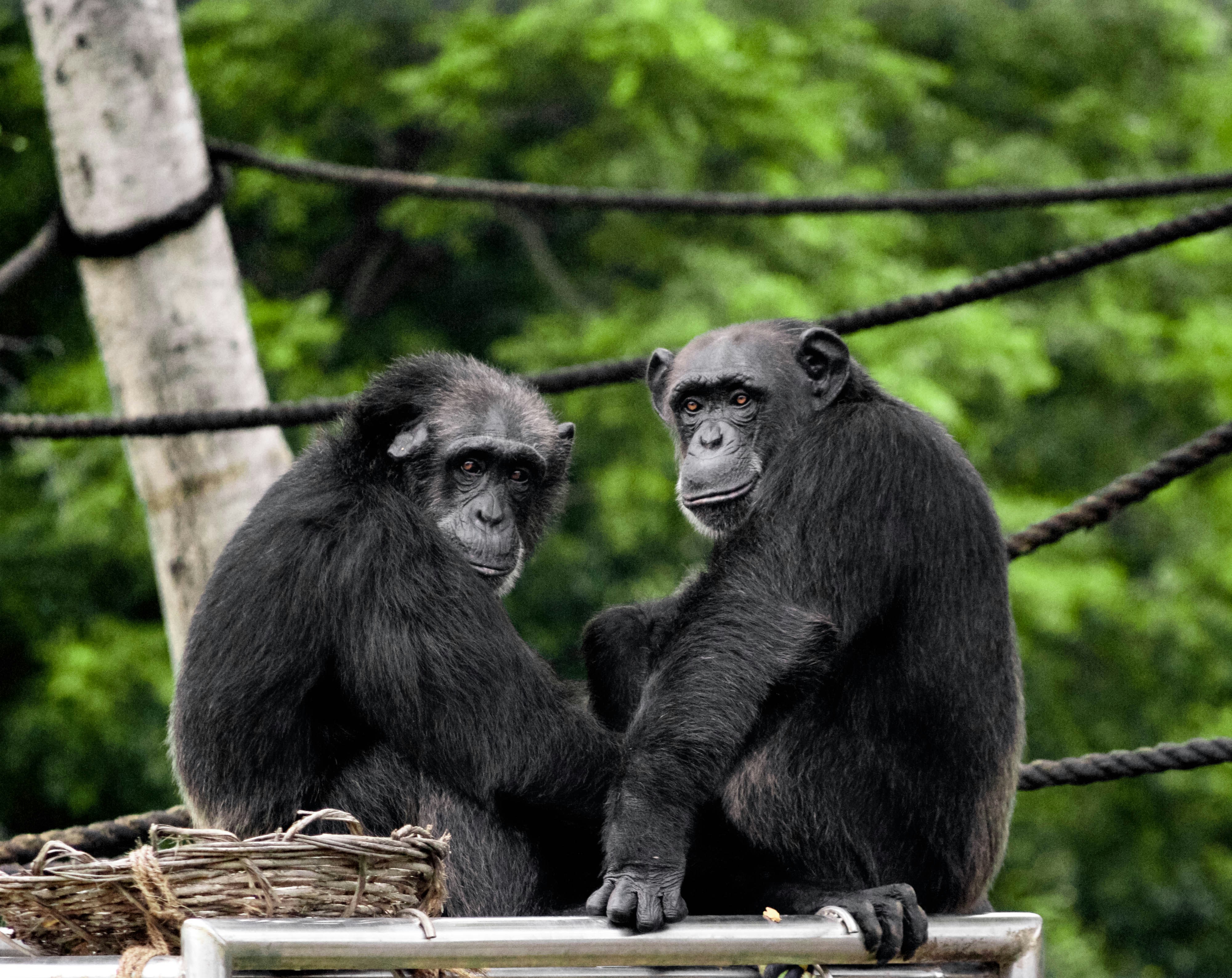 Sweetwaters Chimpanzee Sanctuary