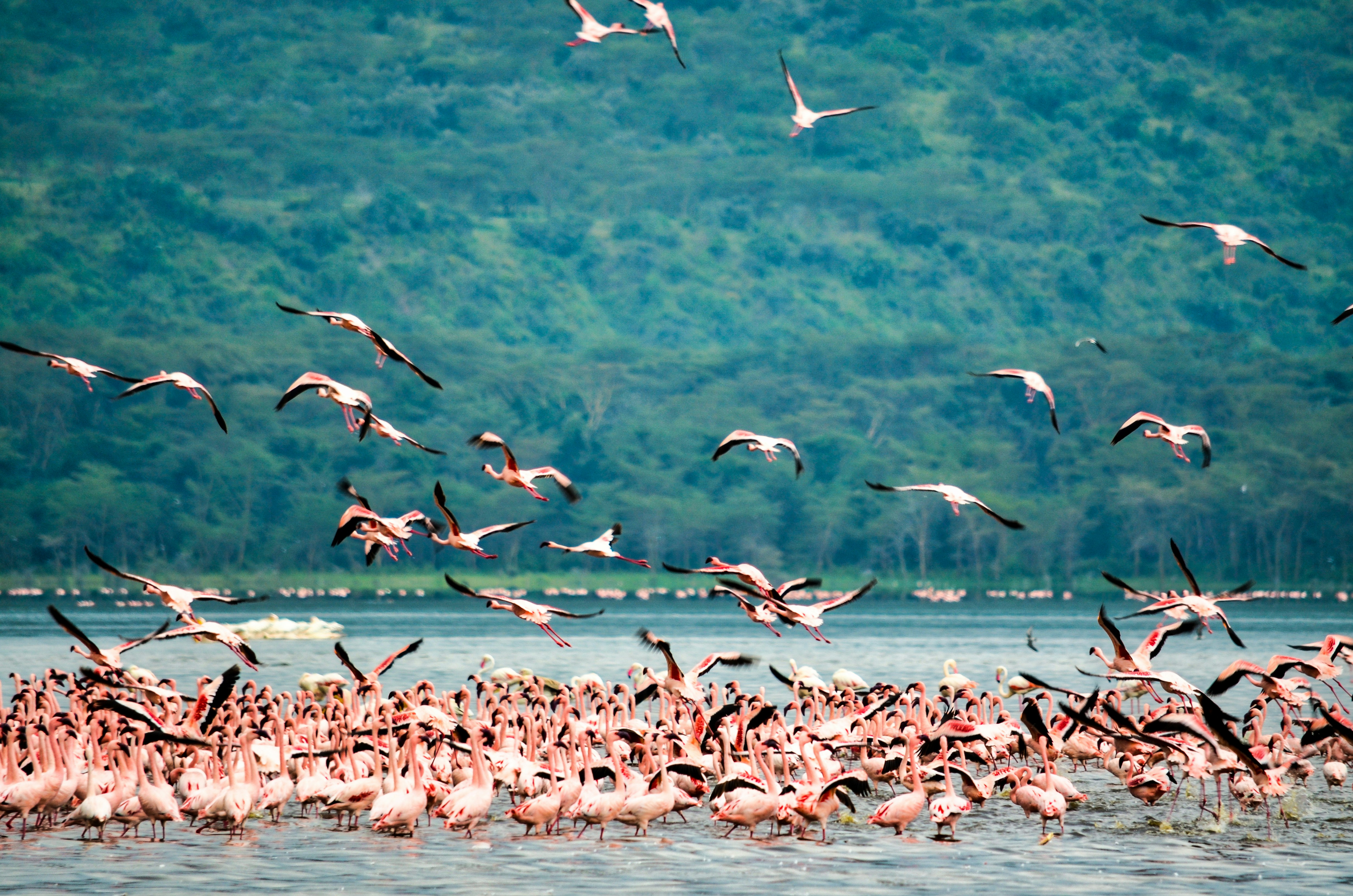 Flamingo Viewing (Seasonal)