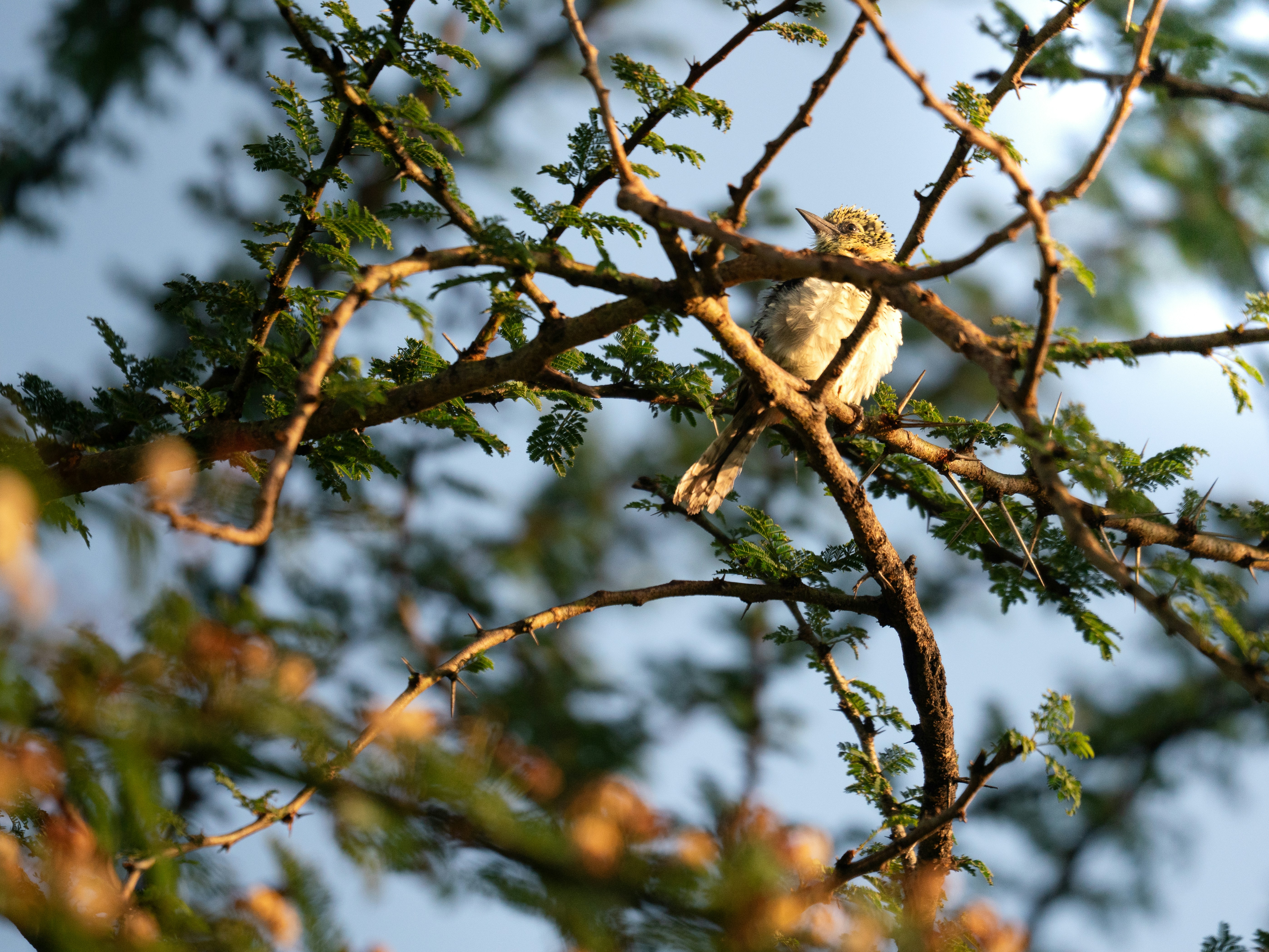 Early Morning Bird Walk