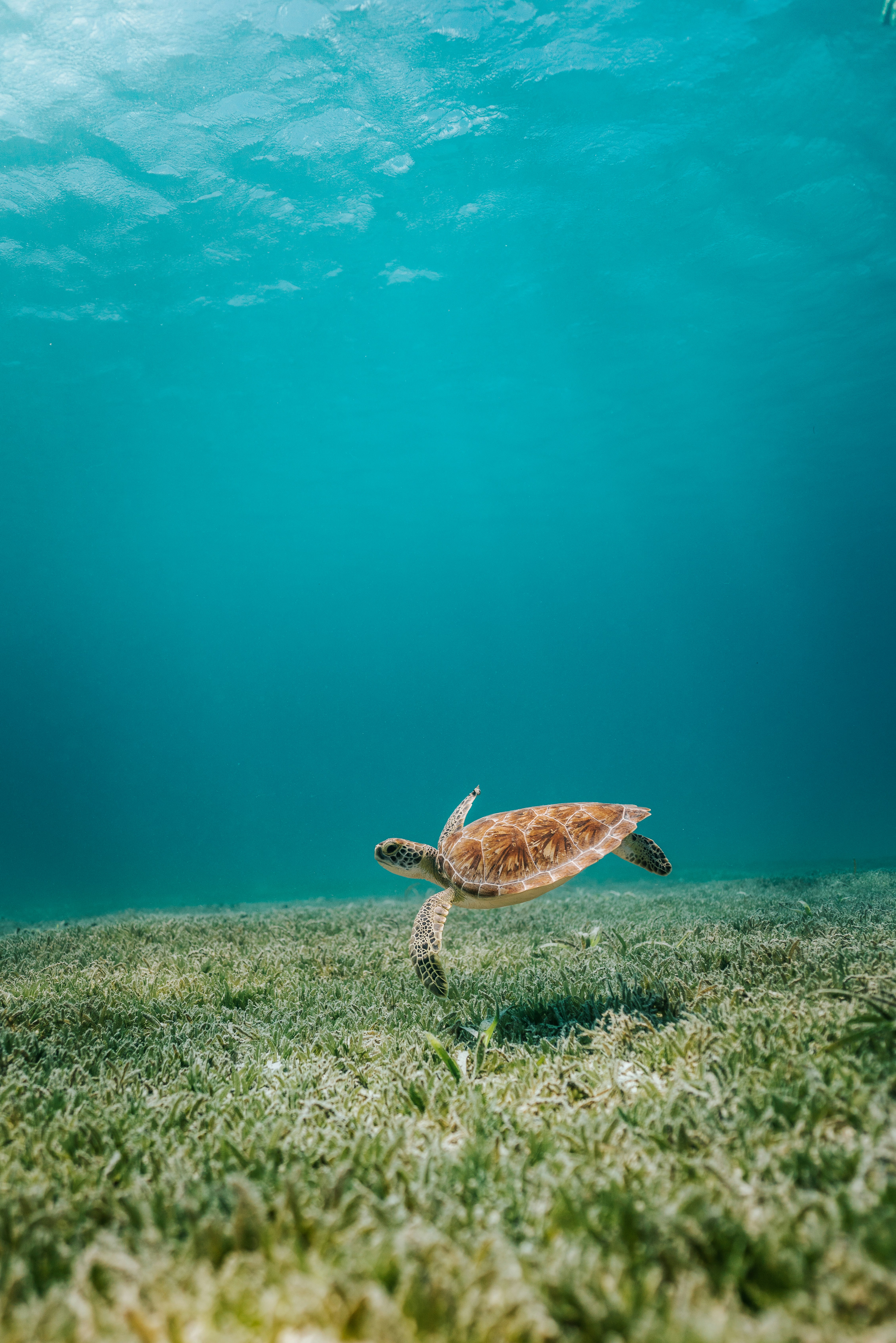 Sea Turtle Snorkeling