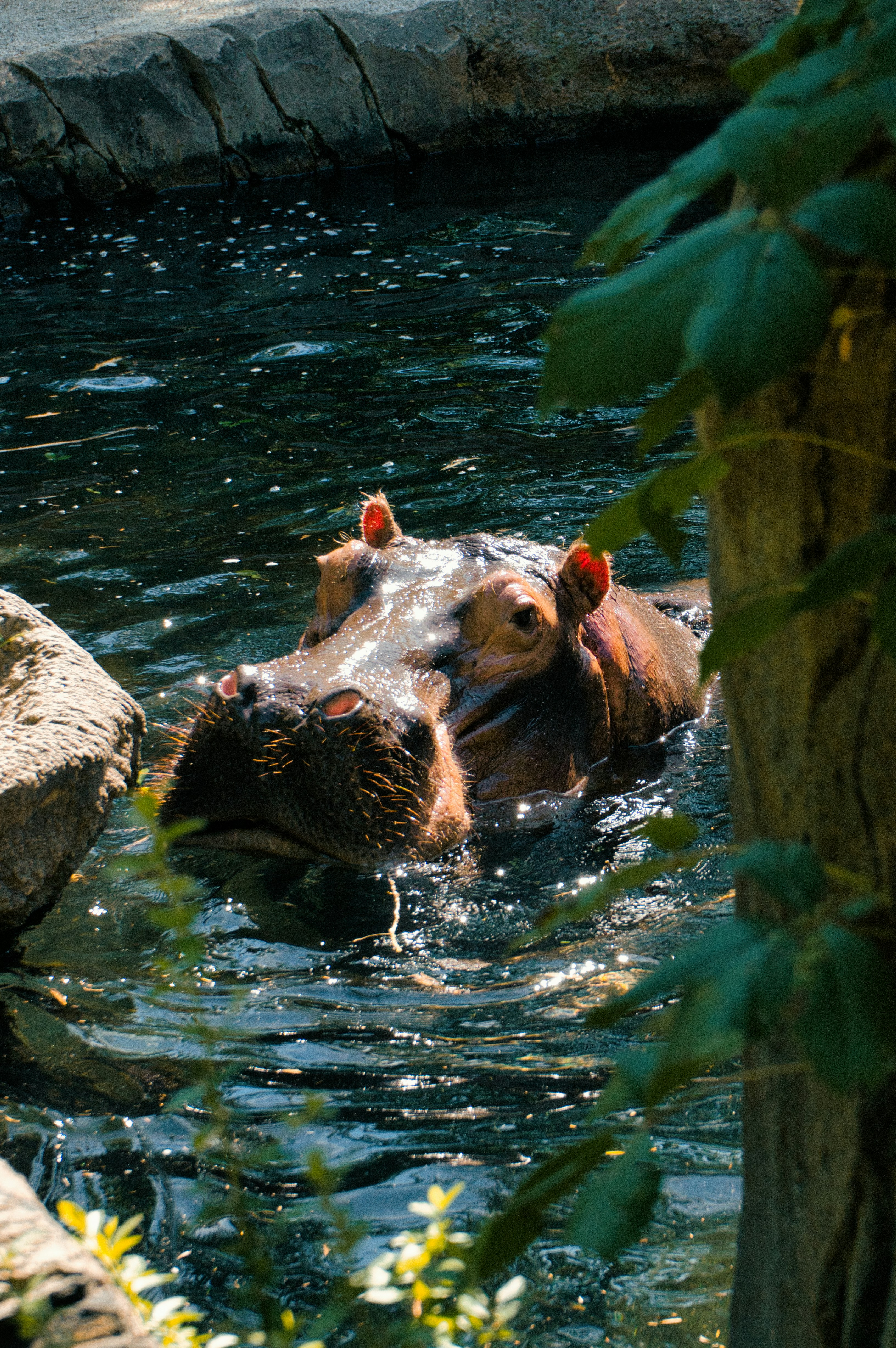 Underwater Hippo Viewing
