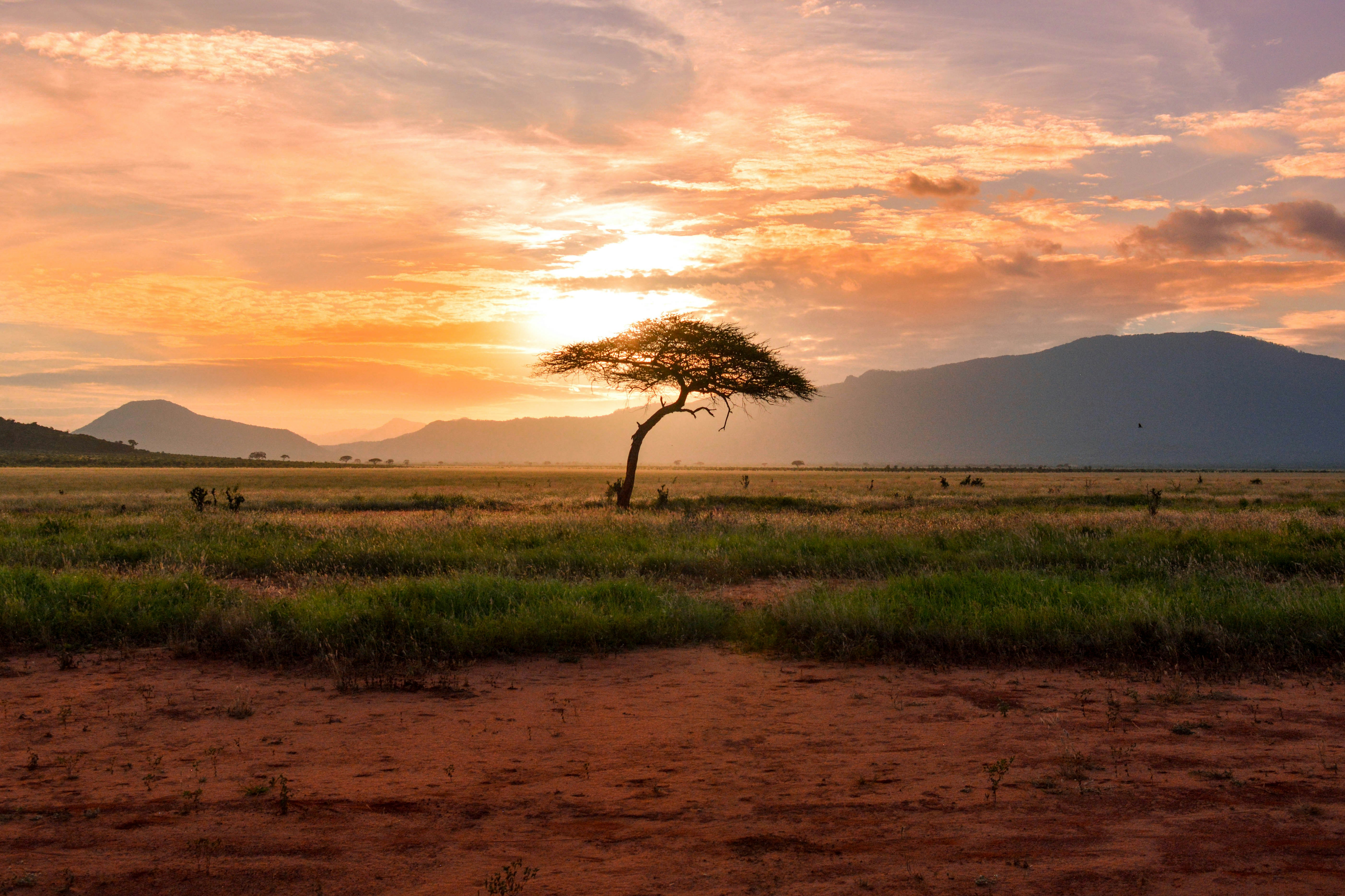 Sunset Safari