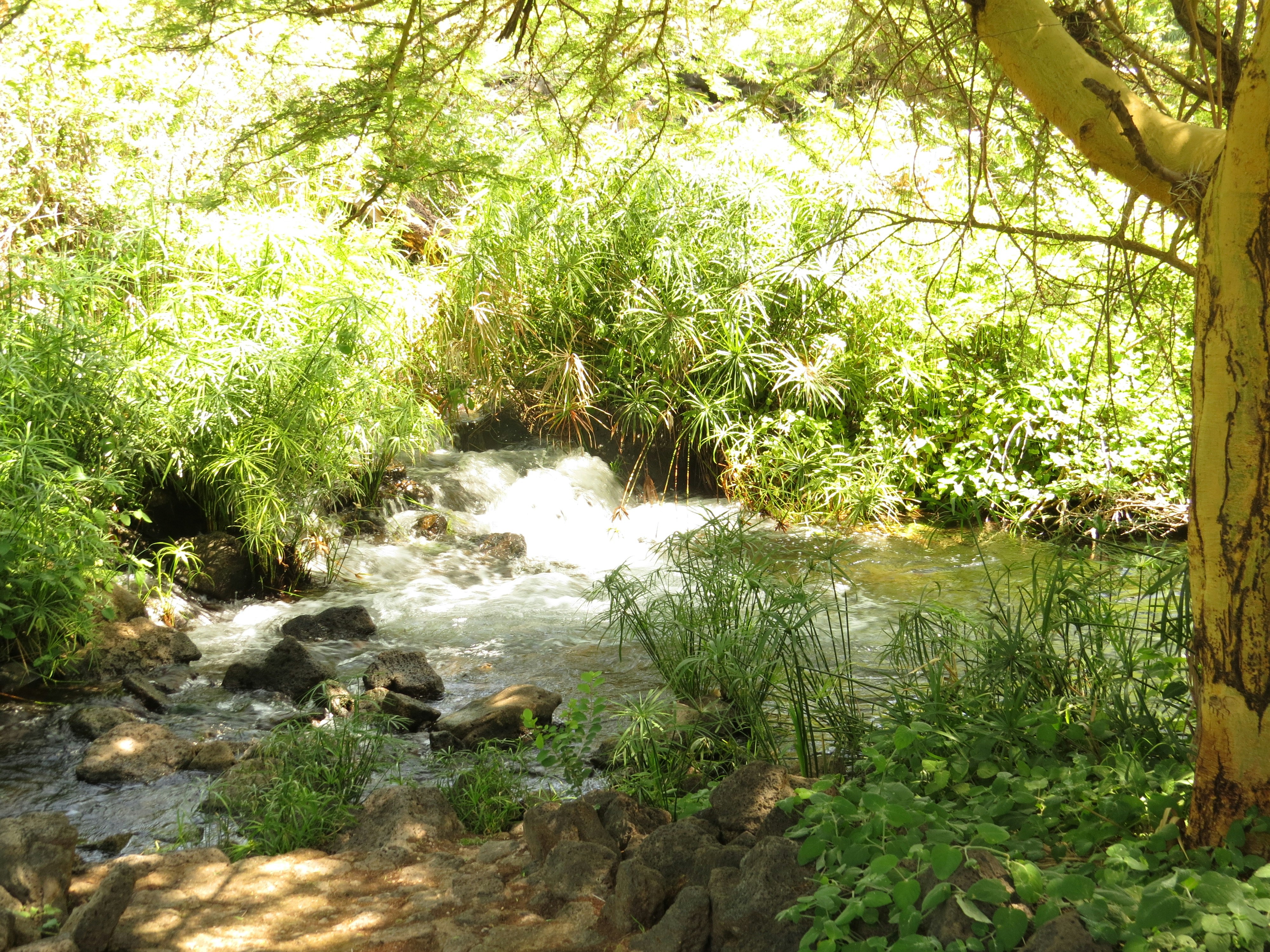 Natural Springs