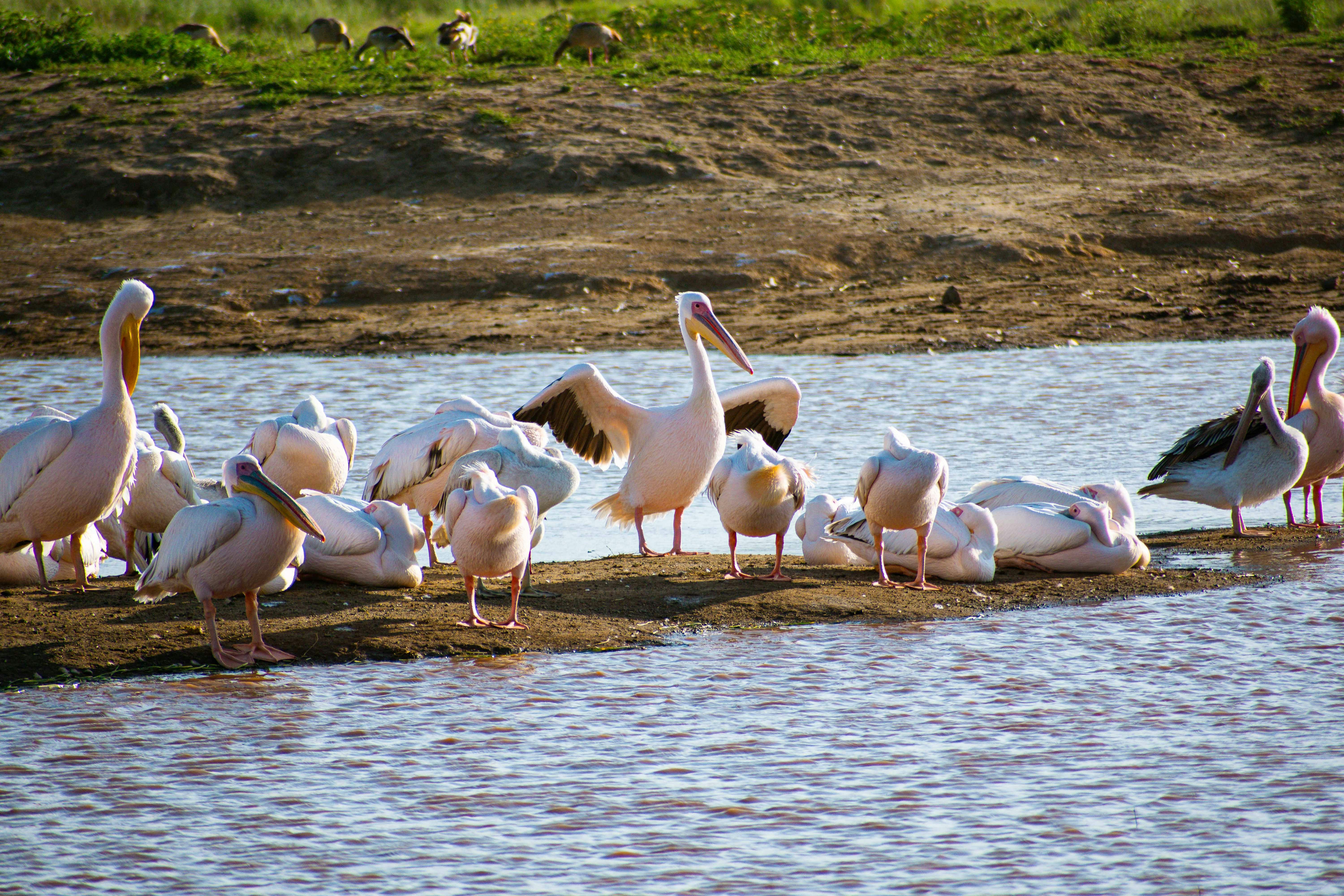 Bird Watching Tour