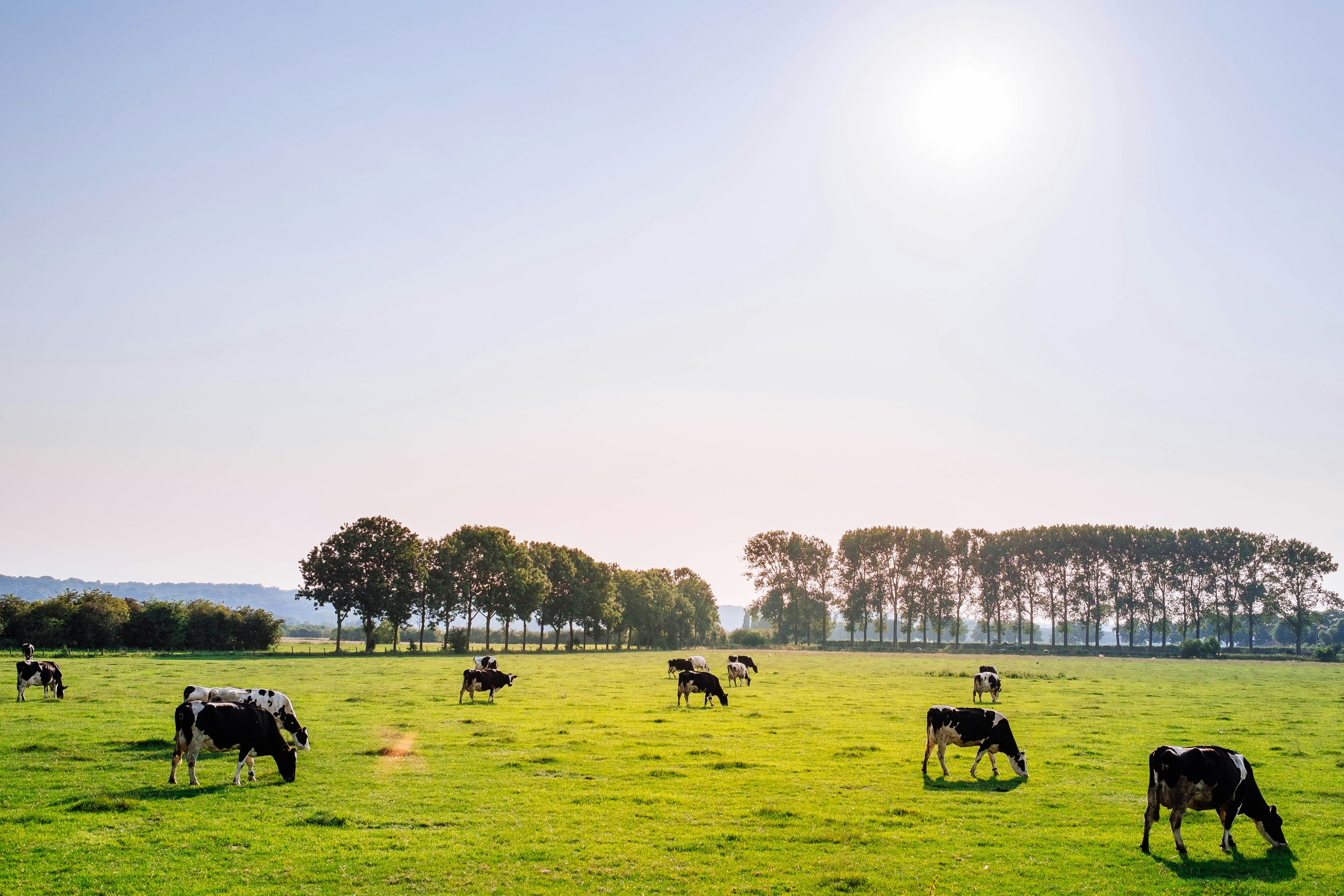 Farm Visit (dairy or flower)