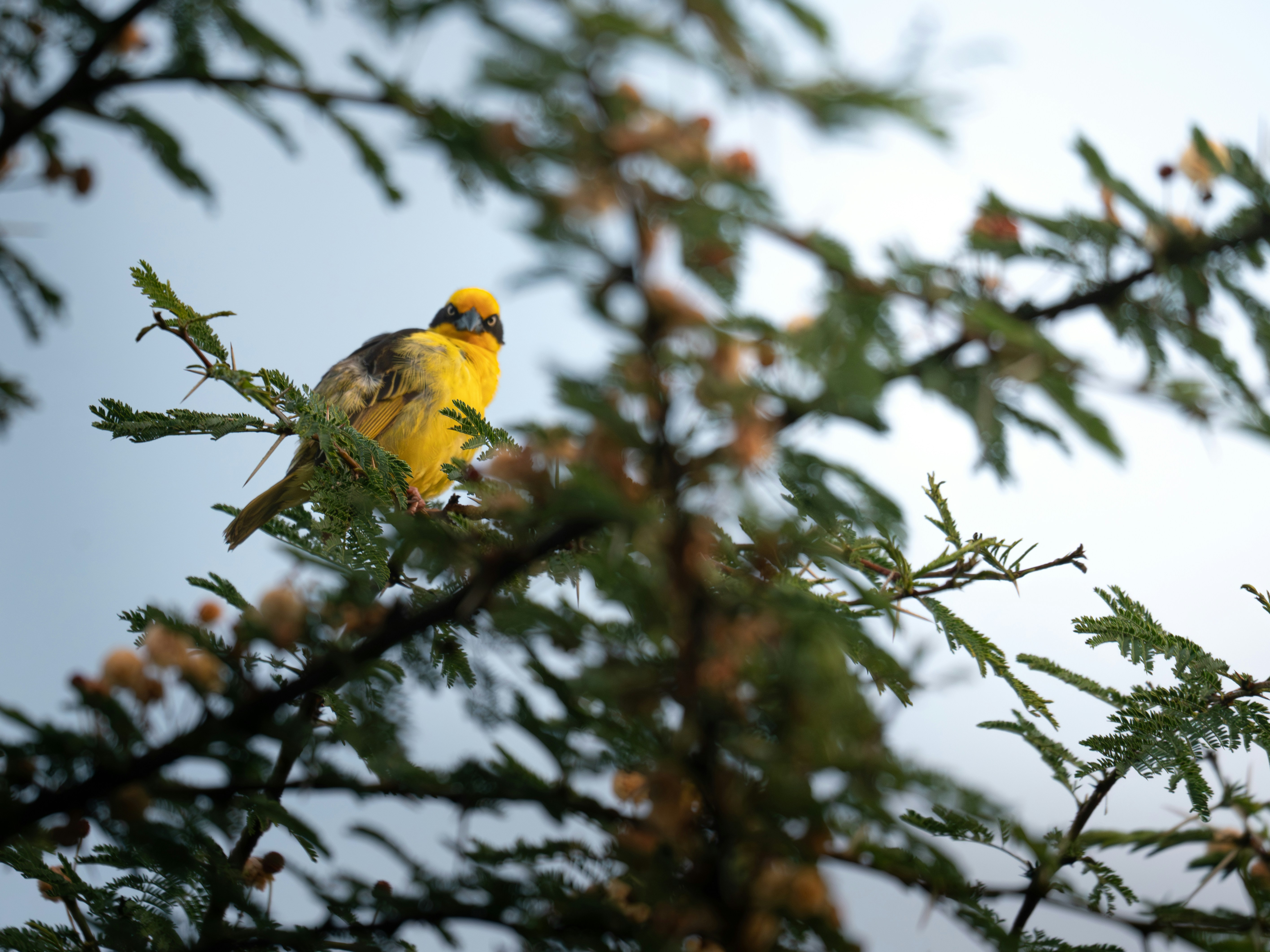 Guided Birdwatching Walk