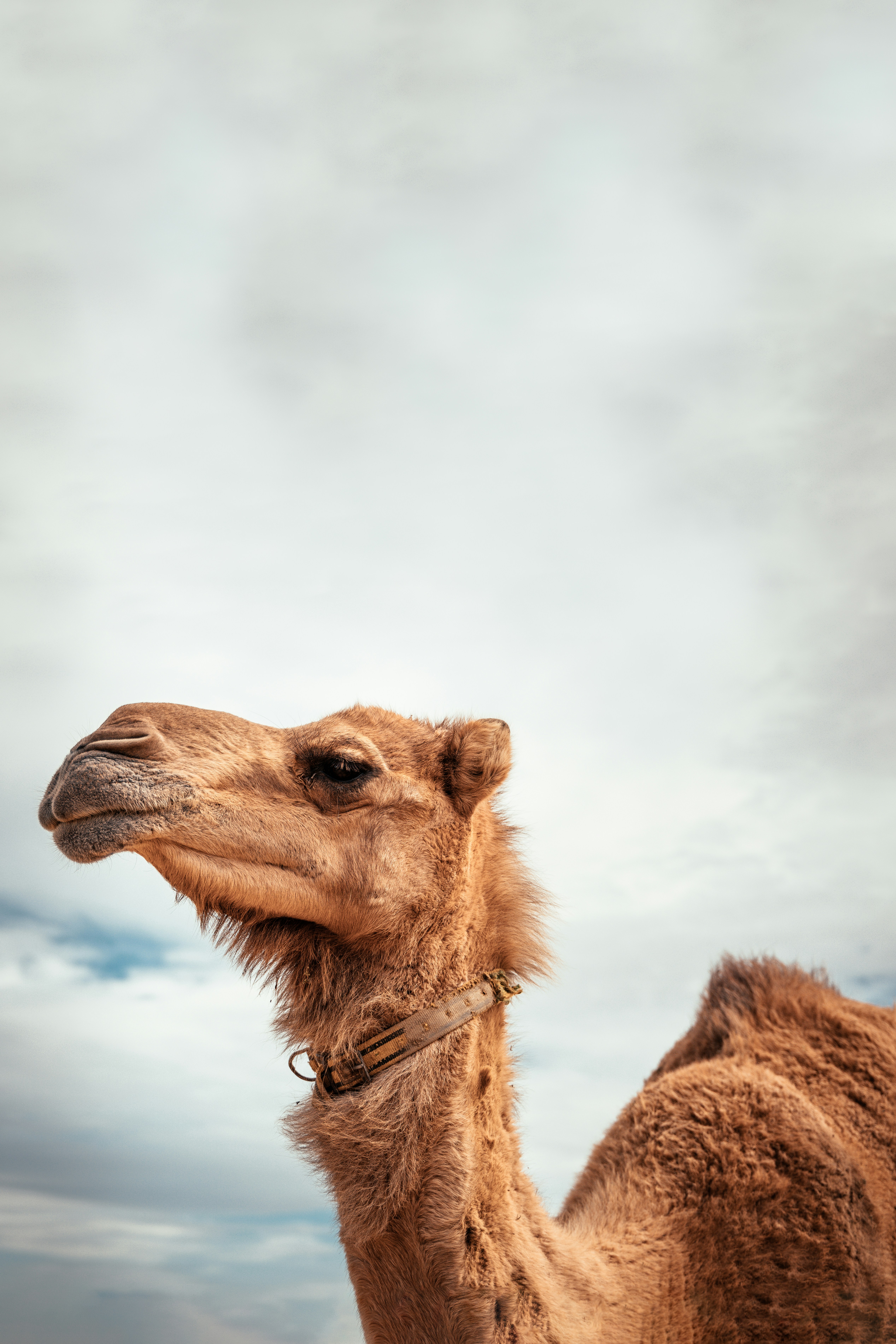 Camel Trek