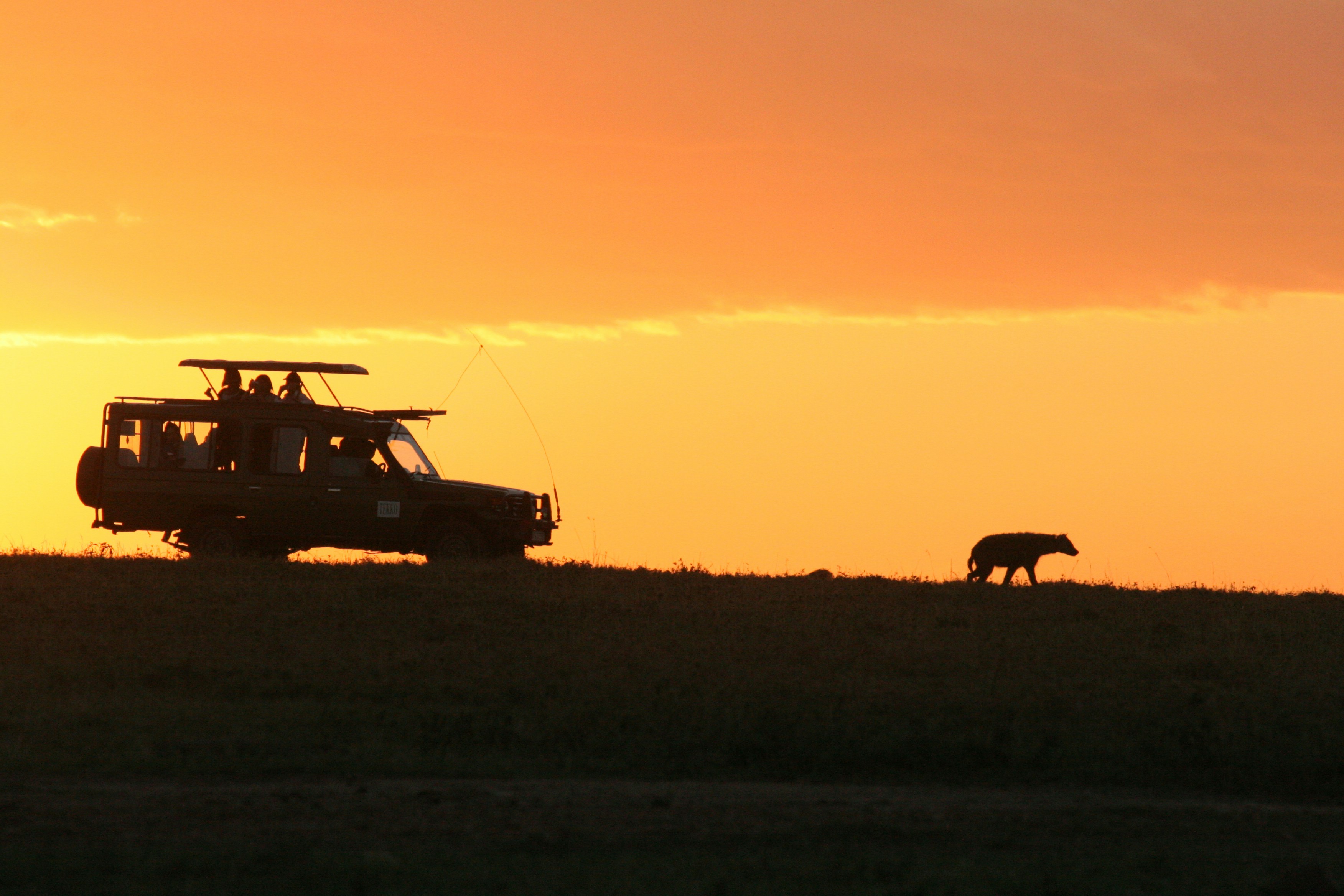 Night Safari