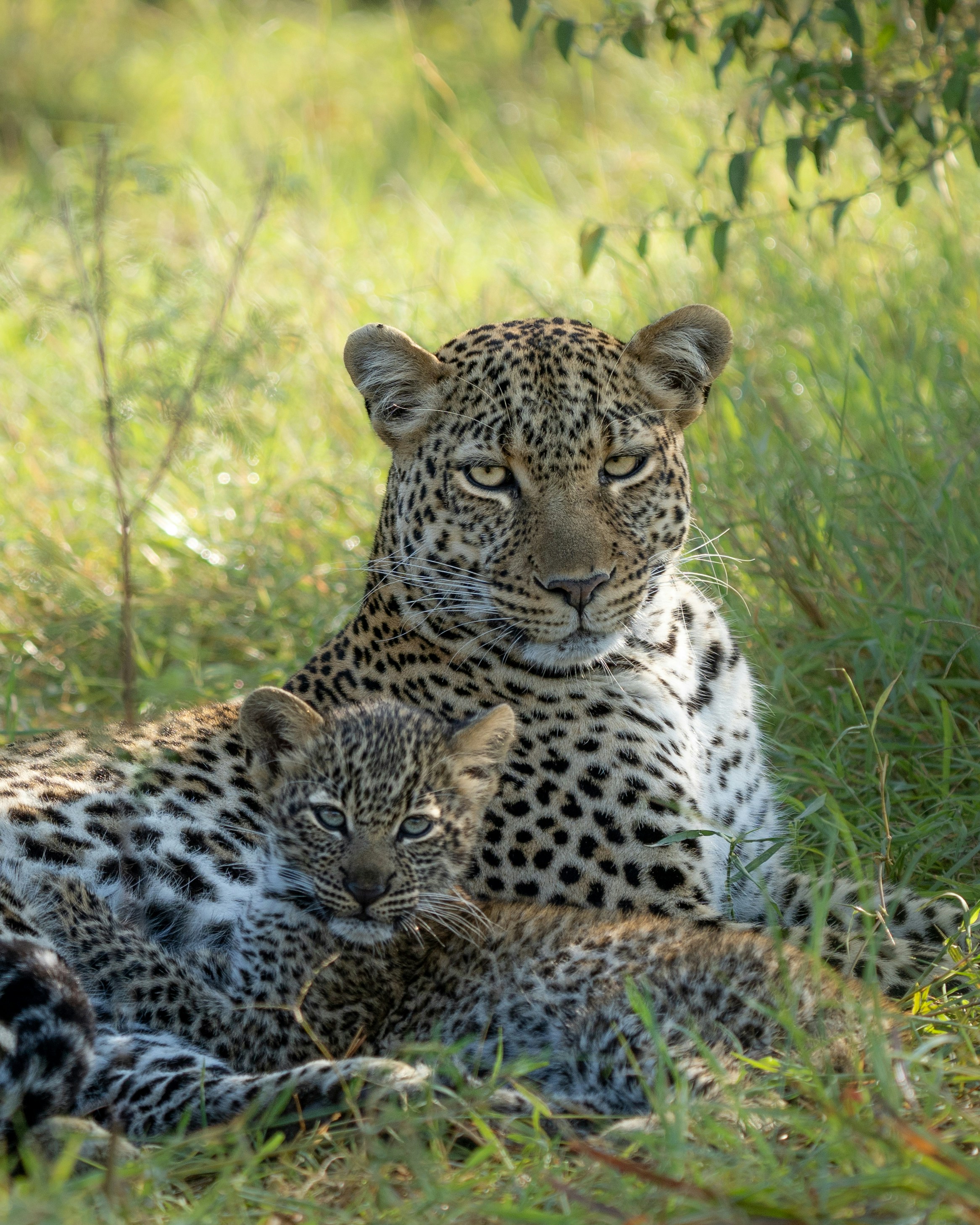 Big Cat Behavior Study and Tracking