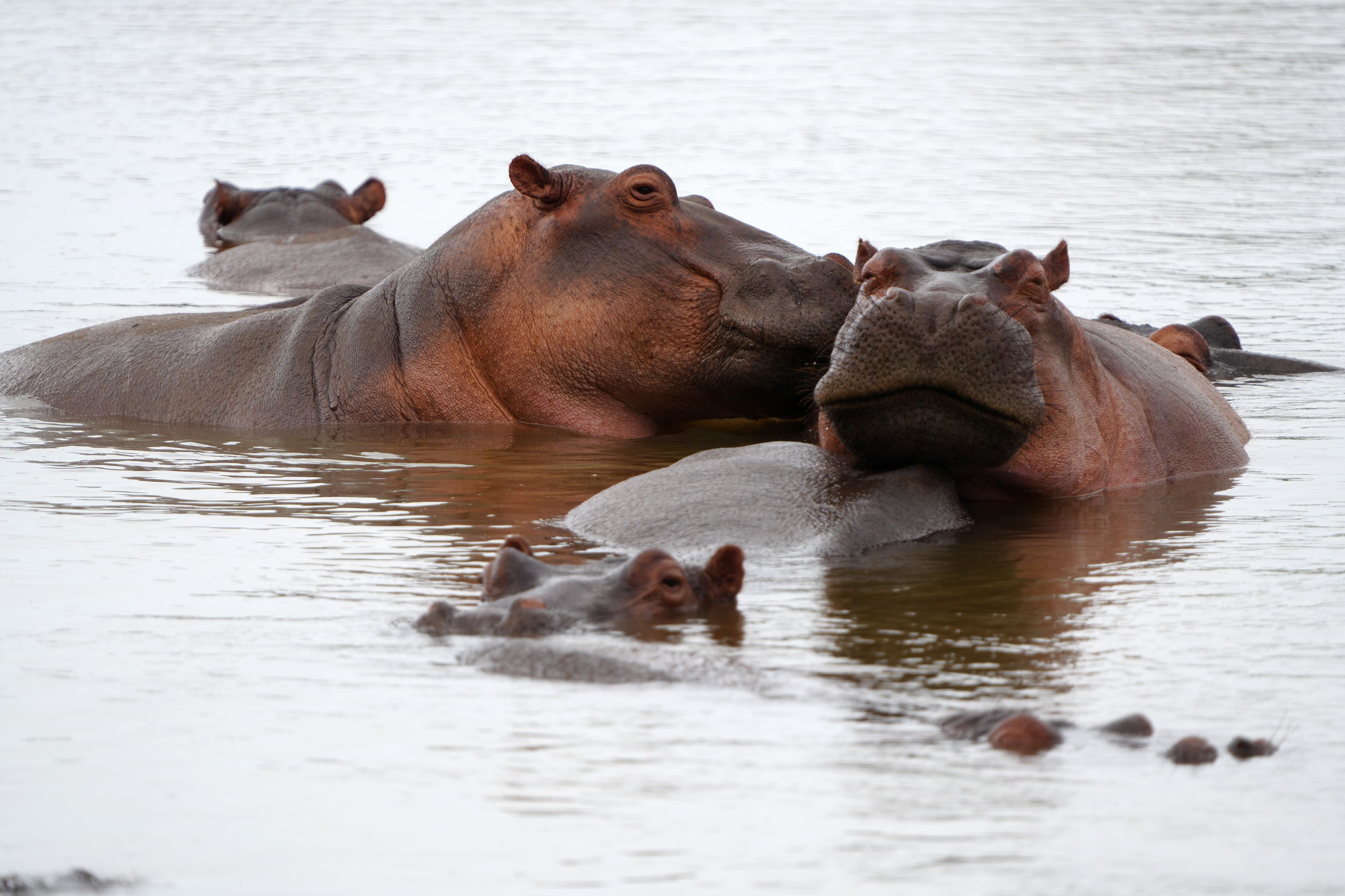 Sabaki River Estuary Hippo and Bird Walk