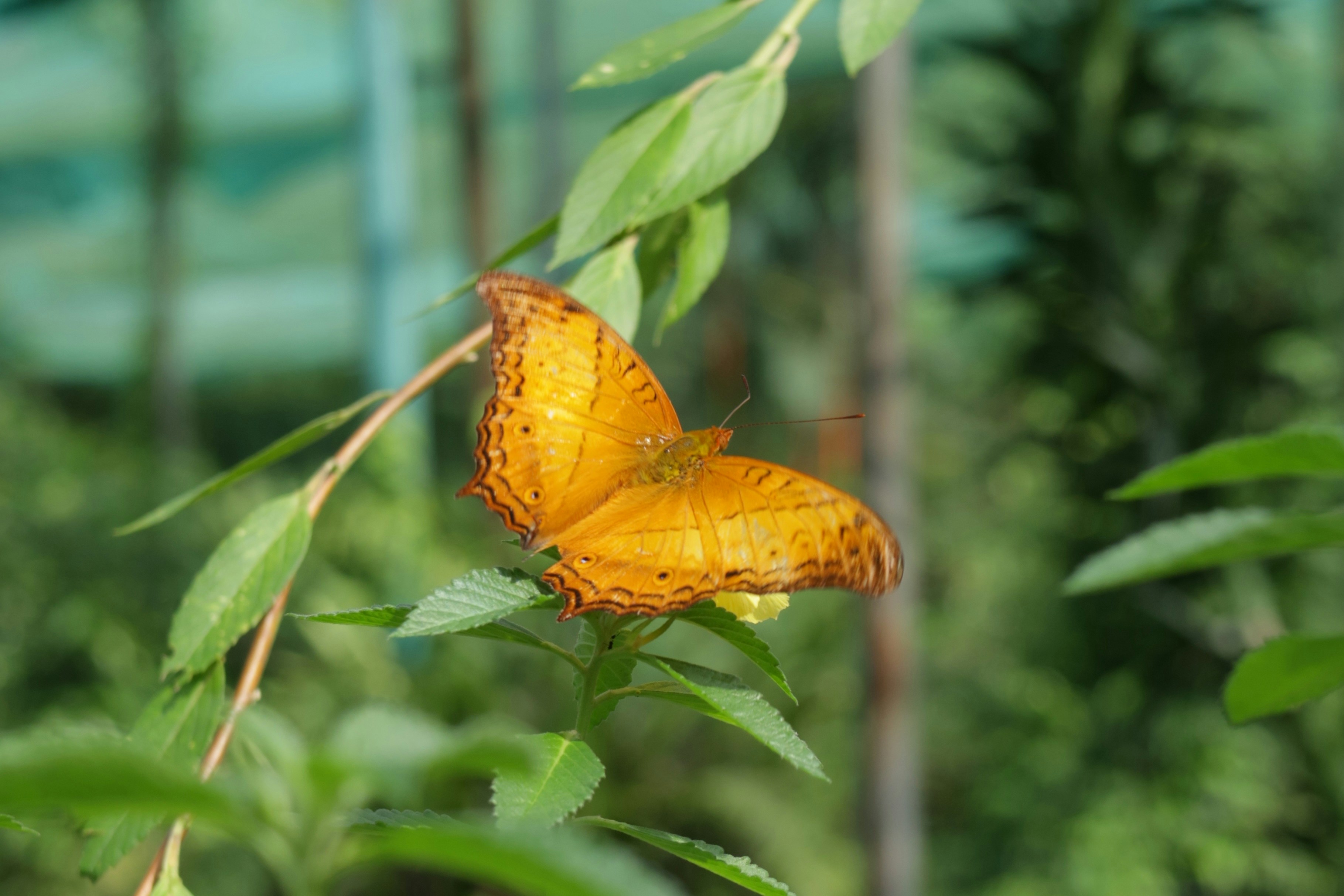 Butterfly Farming and Habitat Conservation