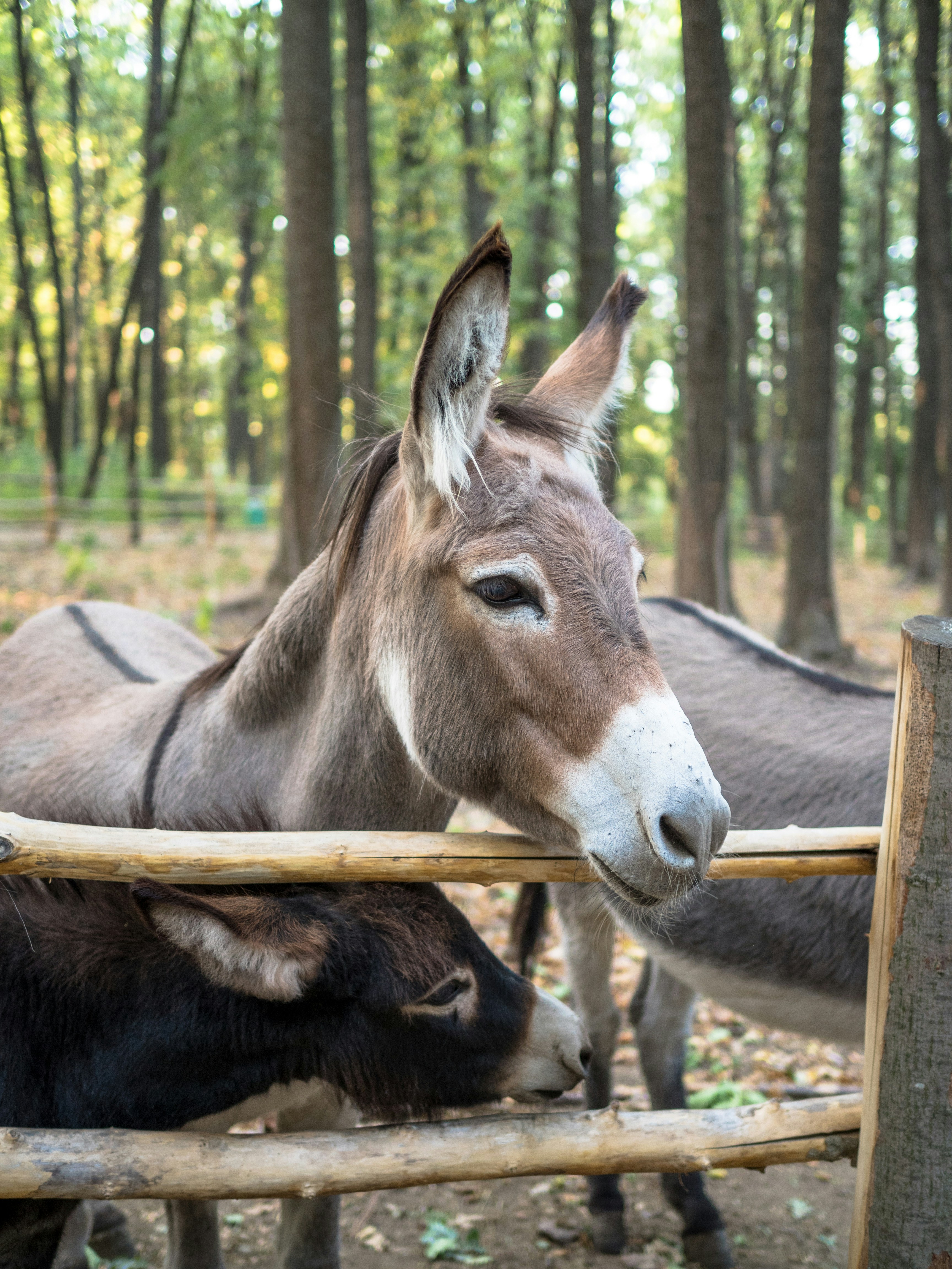 Donkey Sanctuary