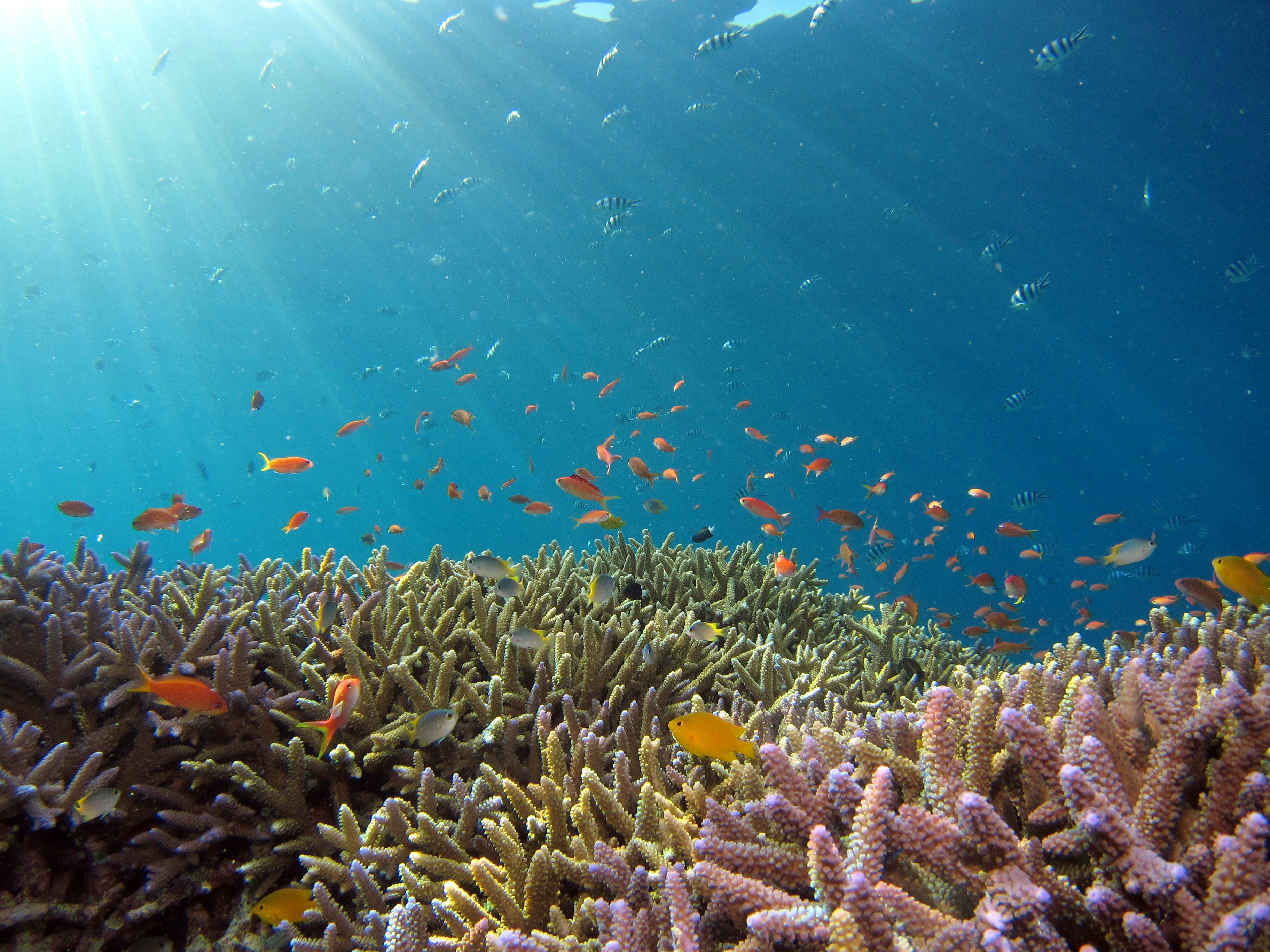 Snorkeling