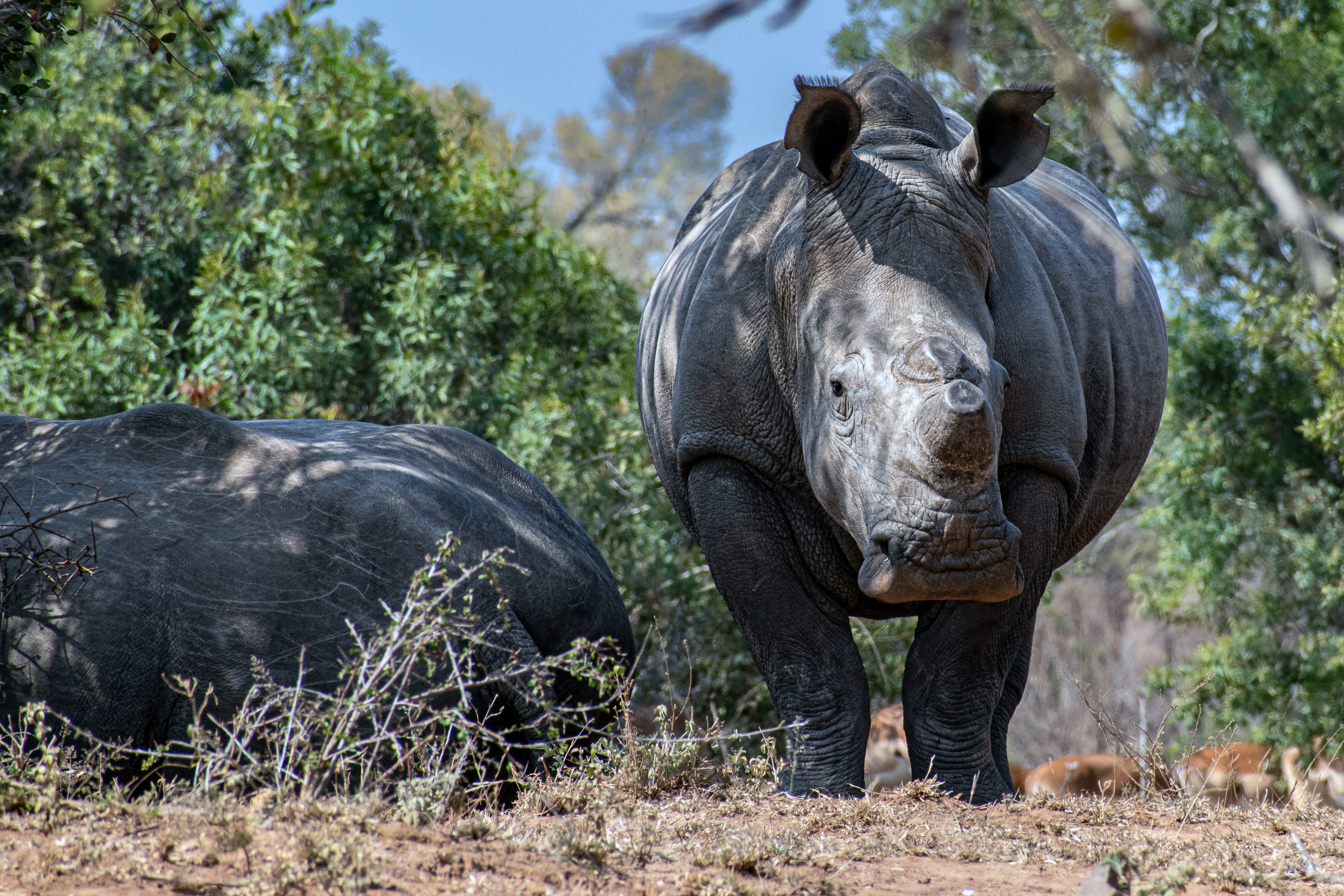Ol Pejeta Conservancy
