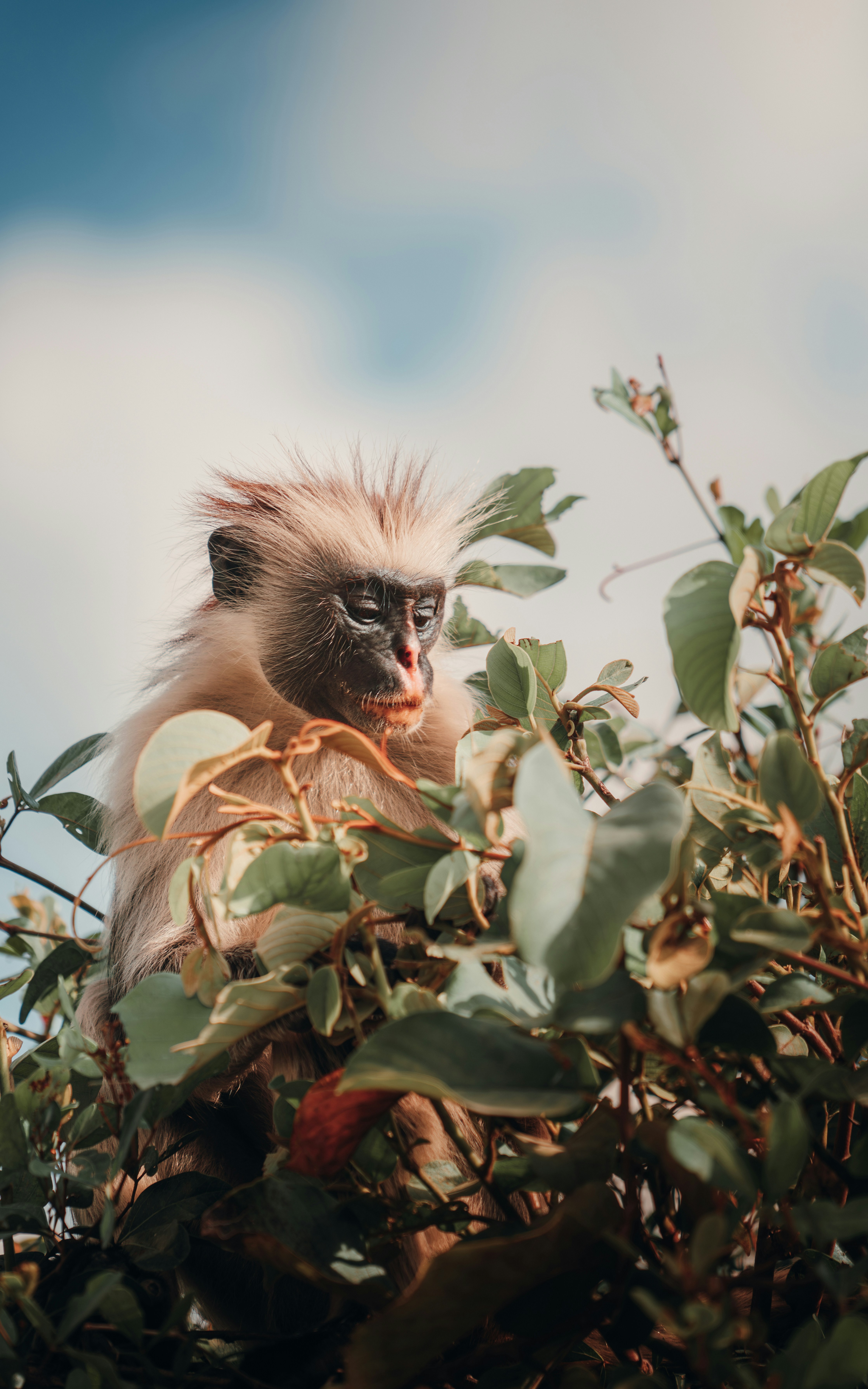 Colobus Conservation Tour