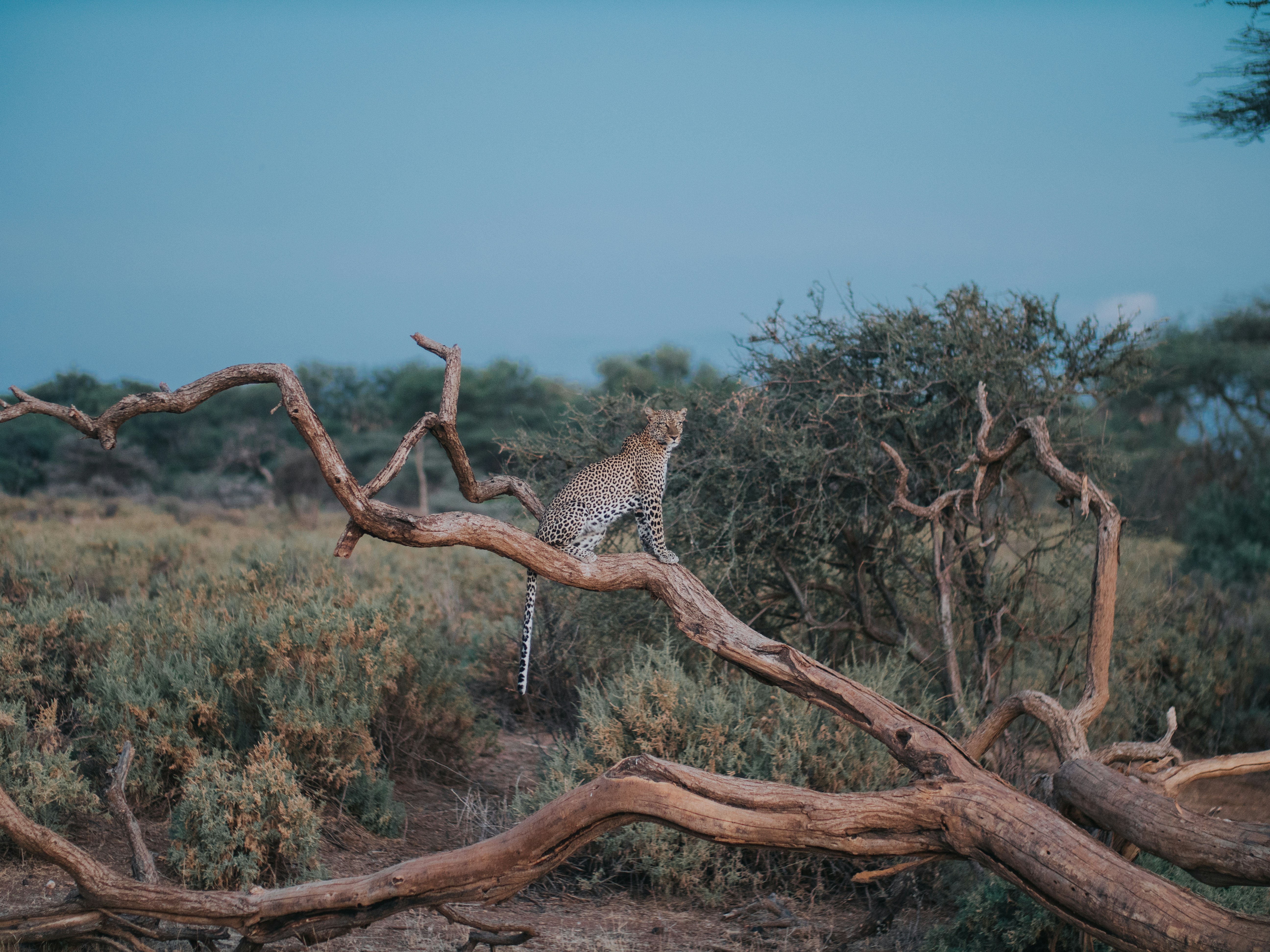 Samburu National Reserve