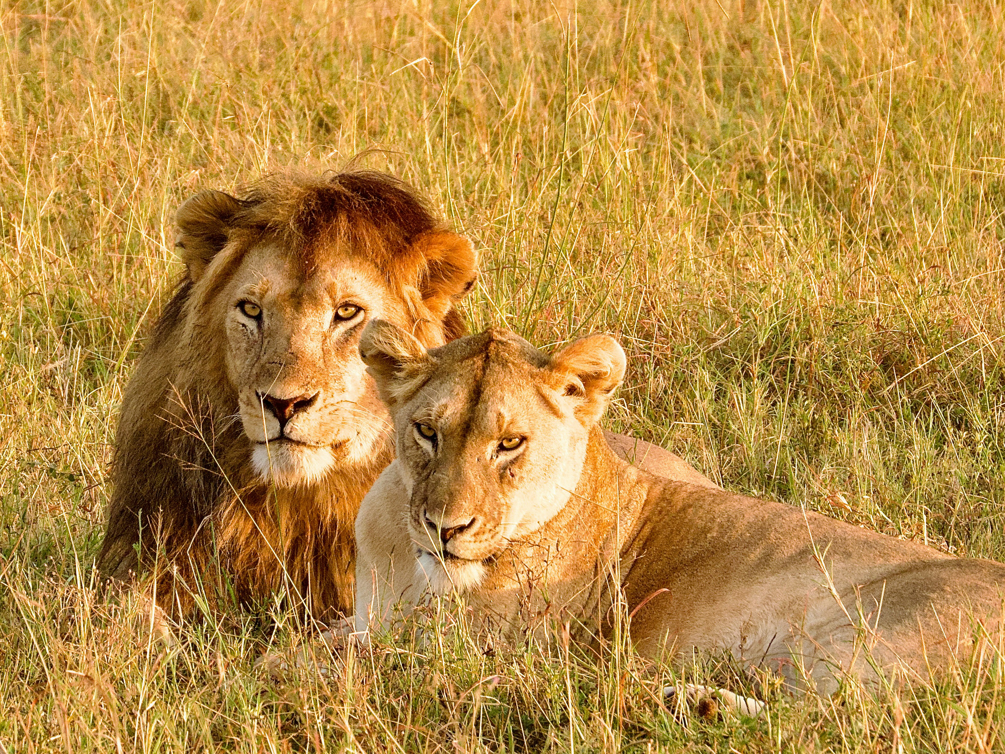 Maasai Mara