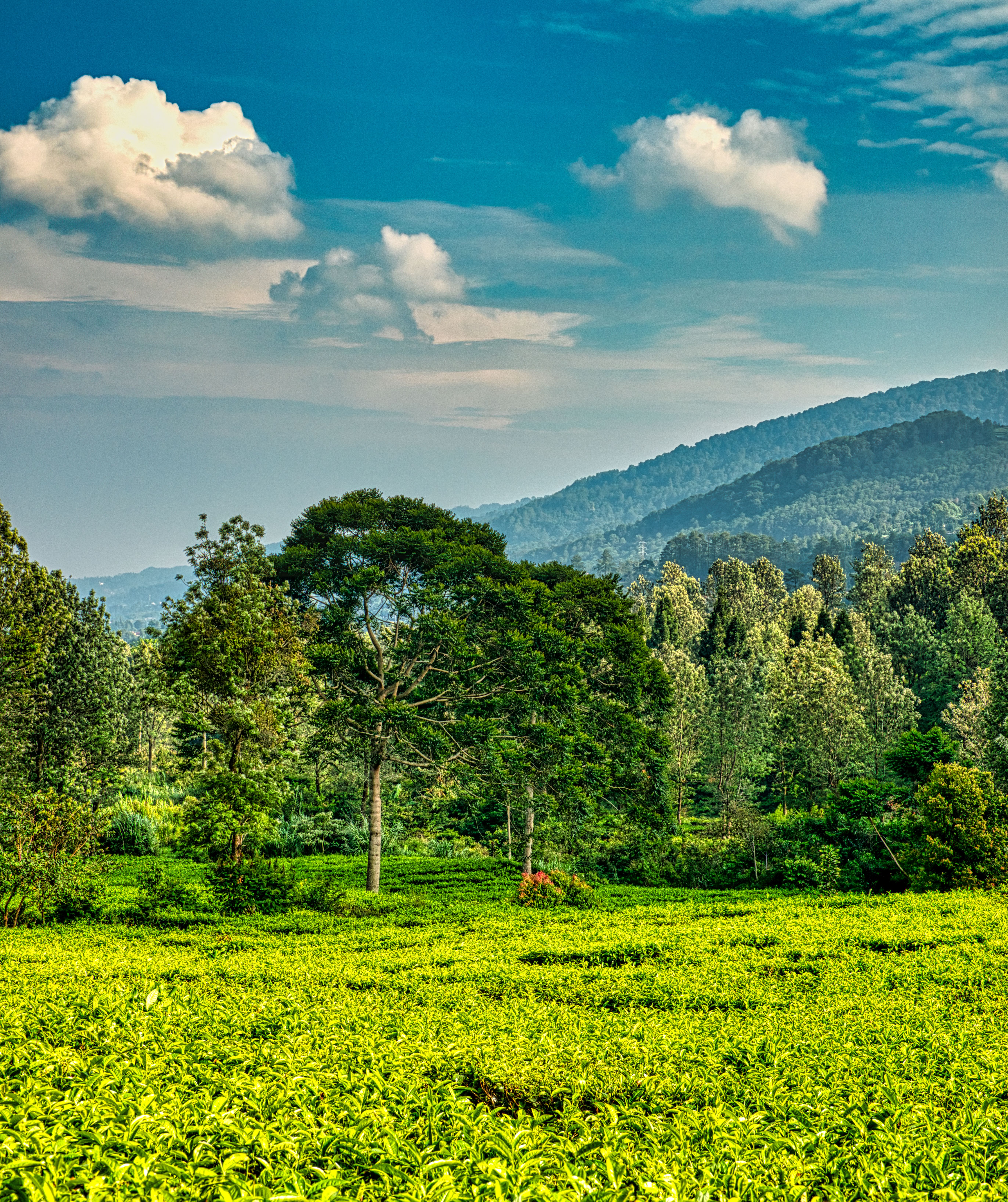 Kericho