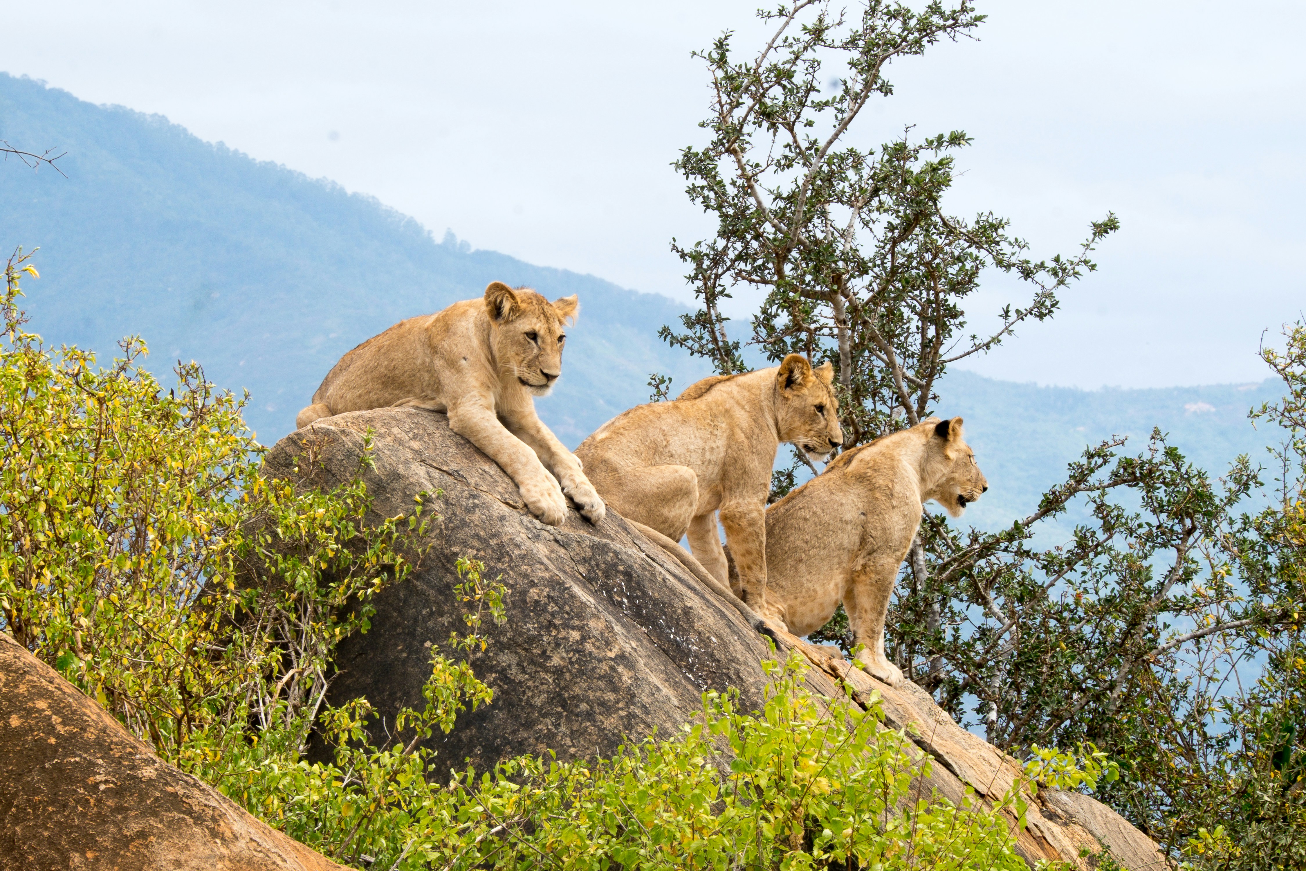 Tsavo National Parks