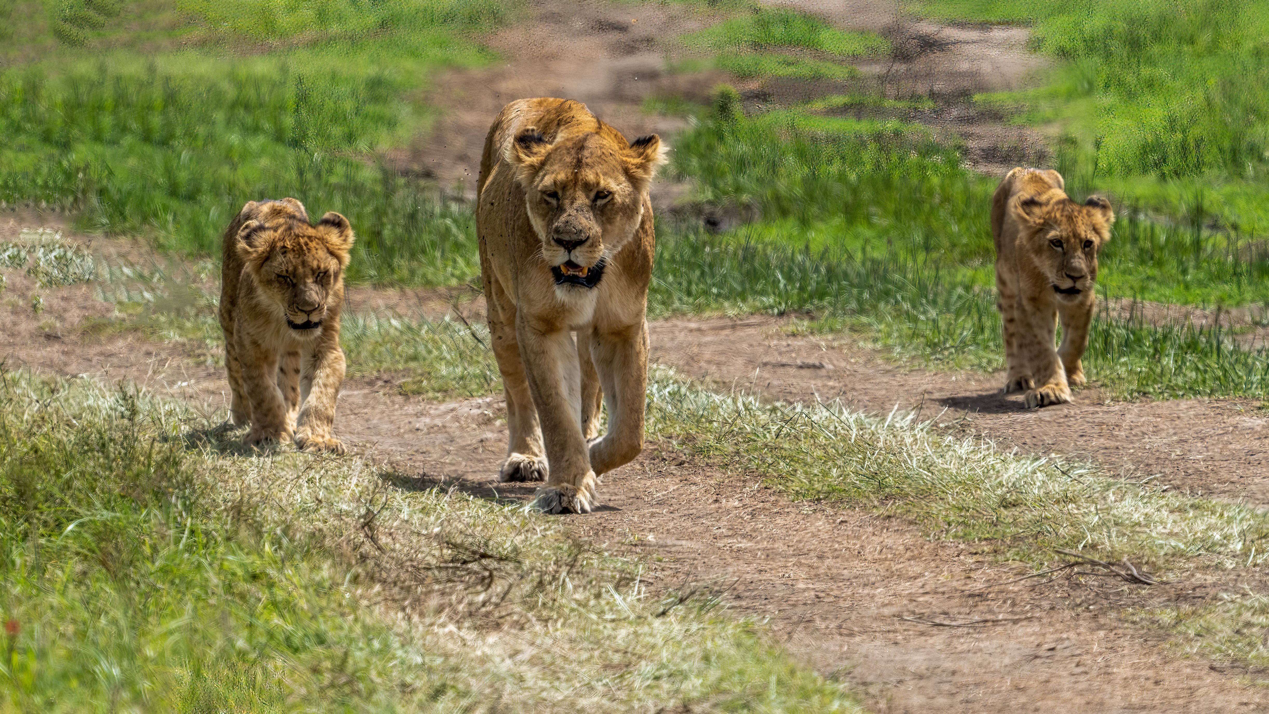 Mara Migration Express
