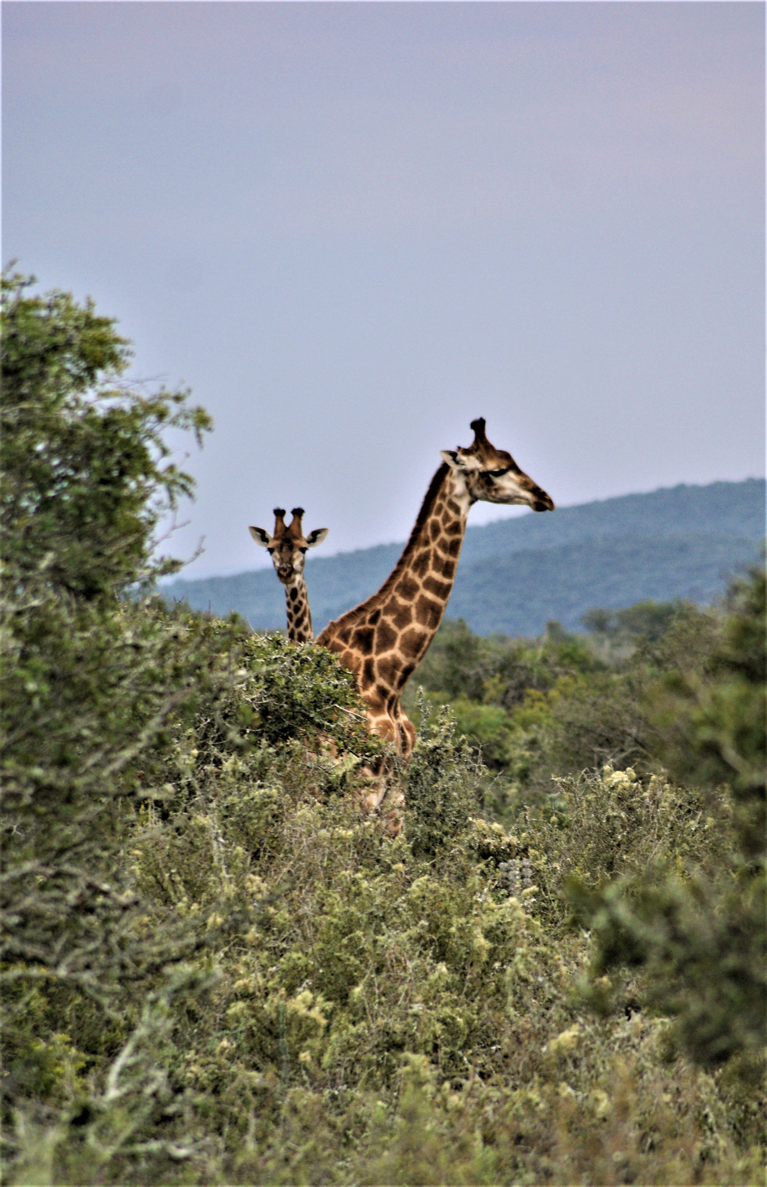 Kenya & Zanzibar Family Odyssey