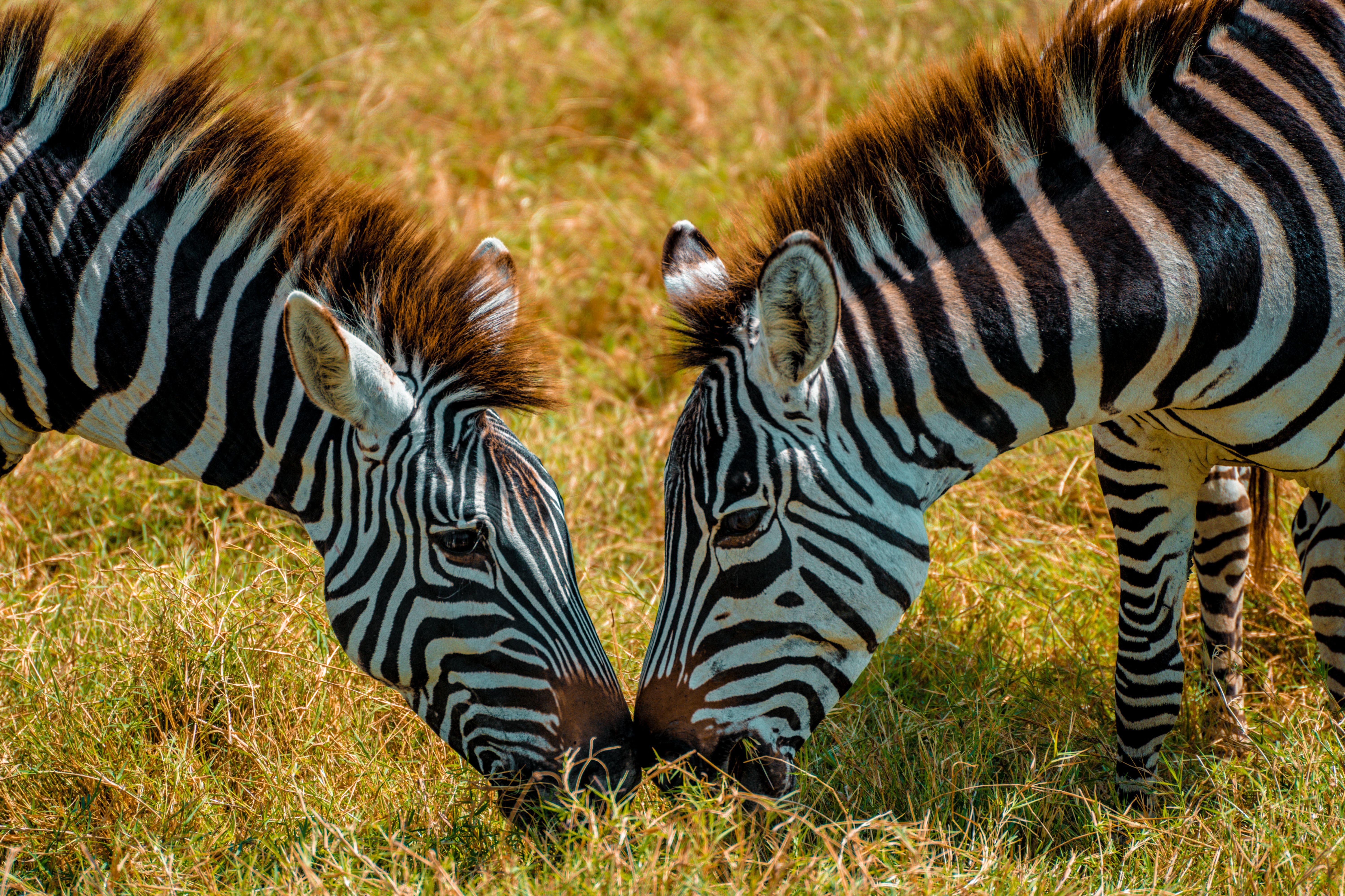 Mara to Serengeti — The Migration Crossing