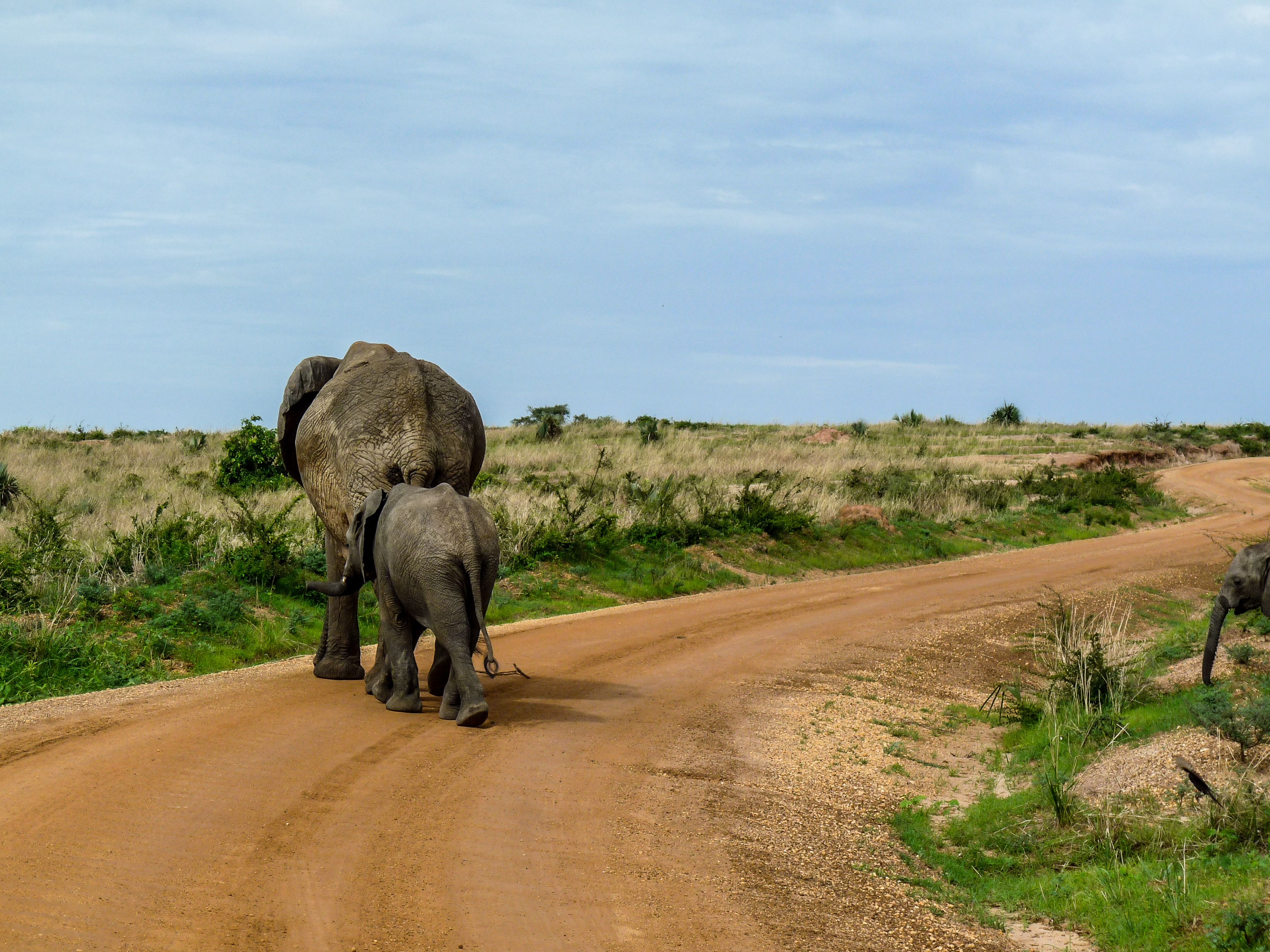 First Safari — Nairobi & the Mara