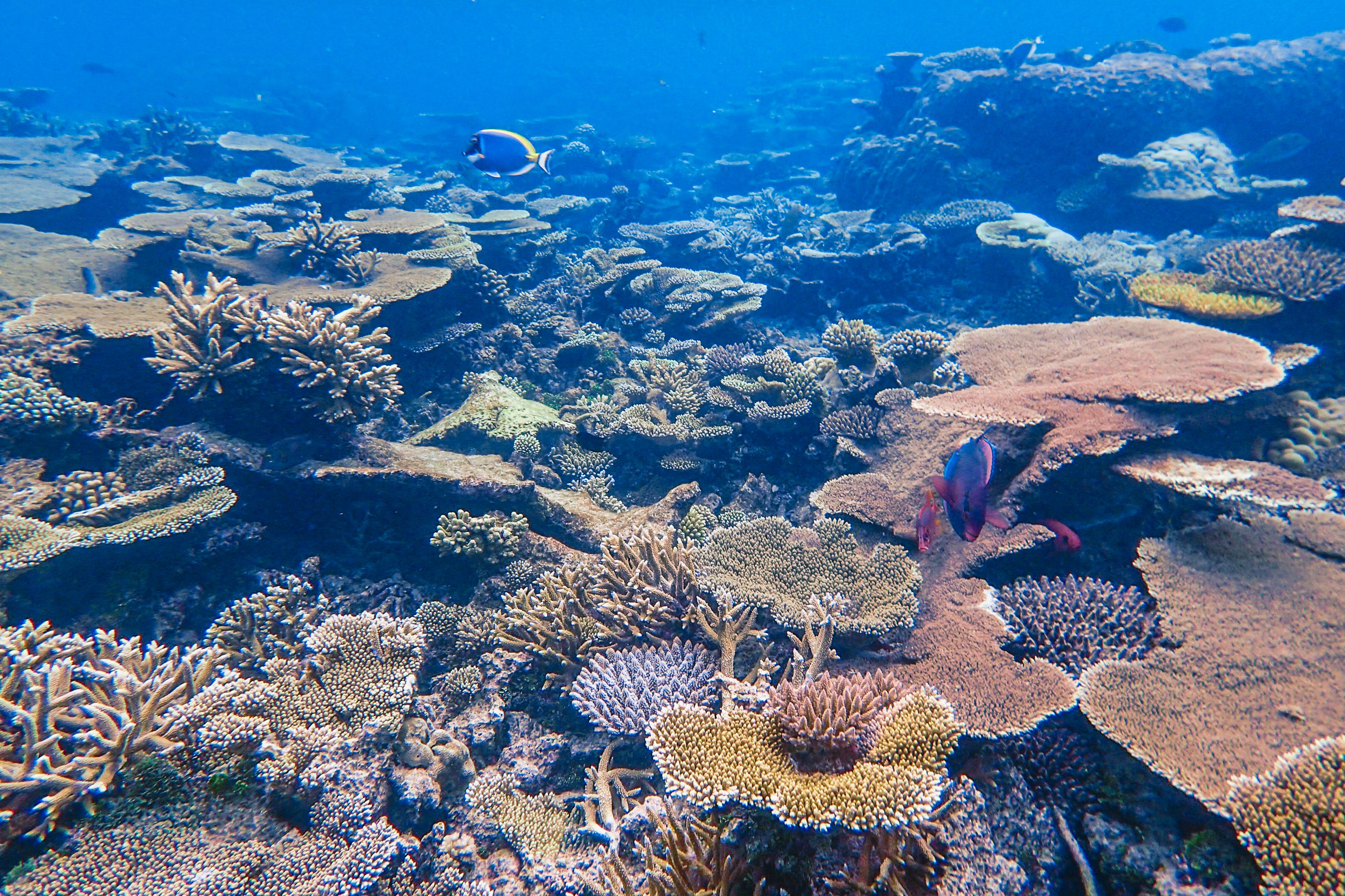 Three Shores — Diani, Watamu & Lamu