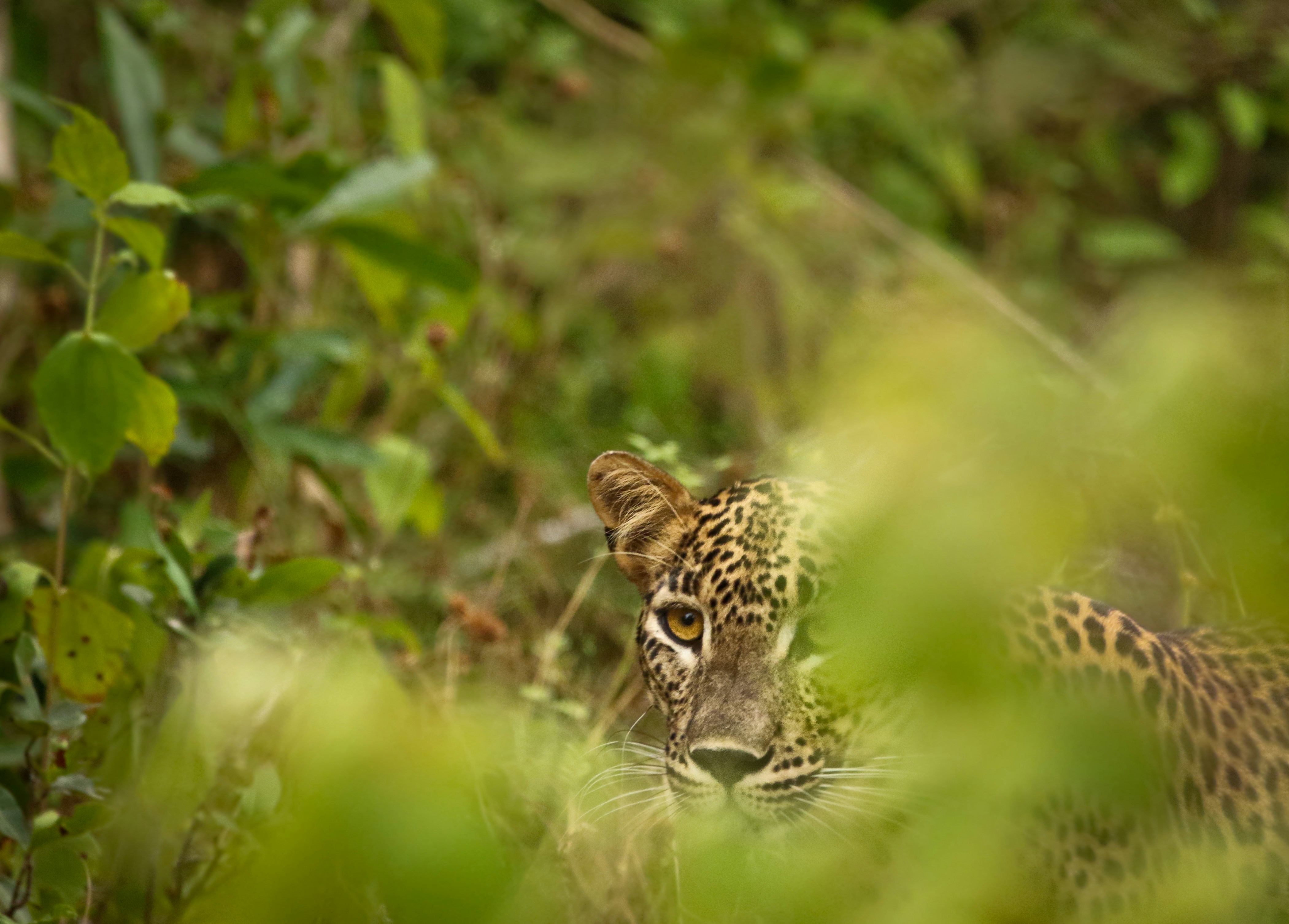 Kenya's Ultimate Big Five Circuit